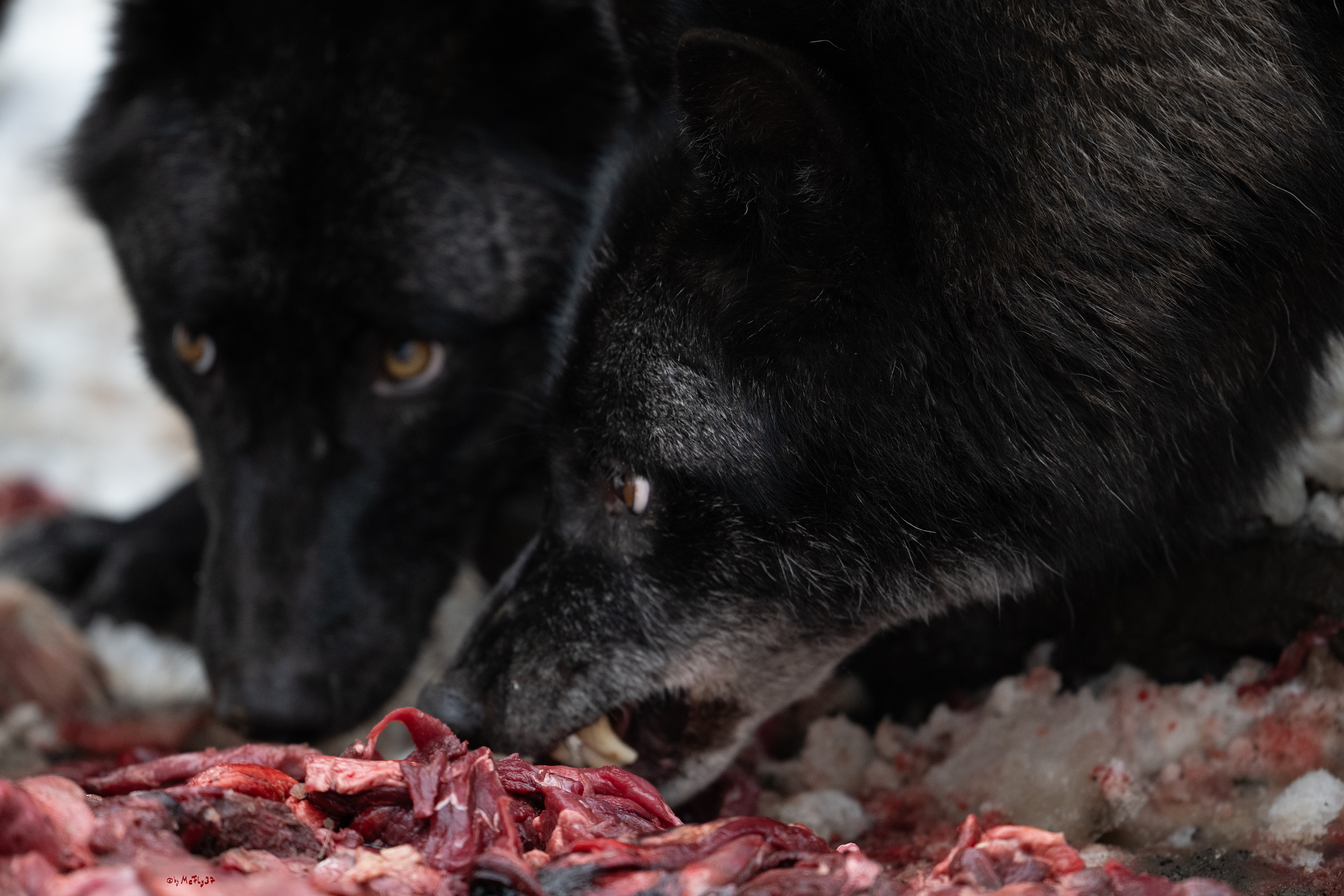 Wolfsfütterung; Pelm, 04.01.2025