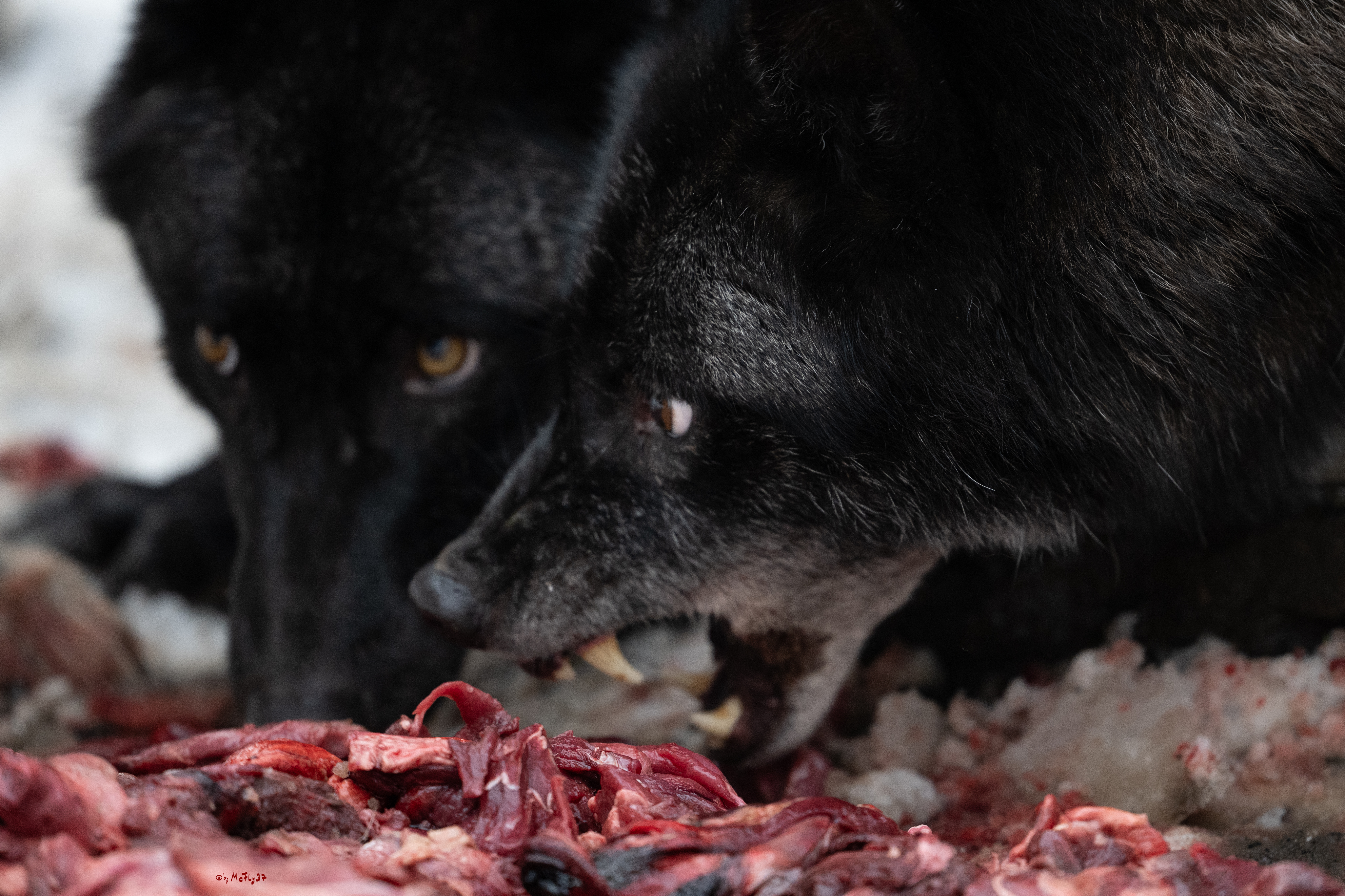 Wolfsfütterung; Pelm, 04.01.2025