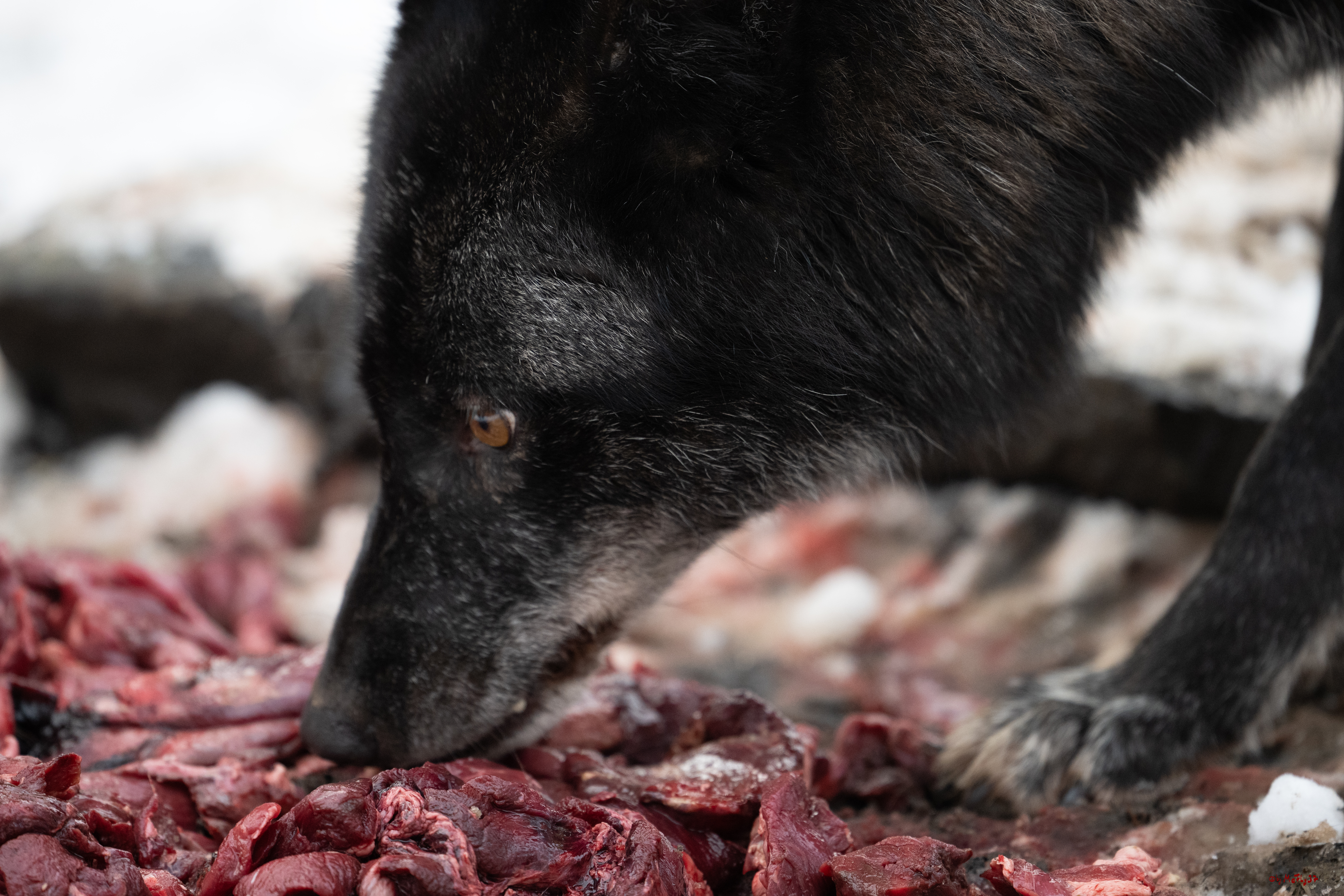 Wolfsfütterung; Pelm, 04.01.2025