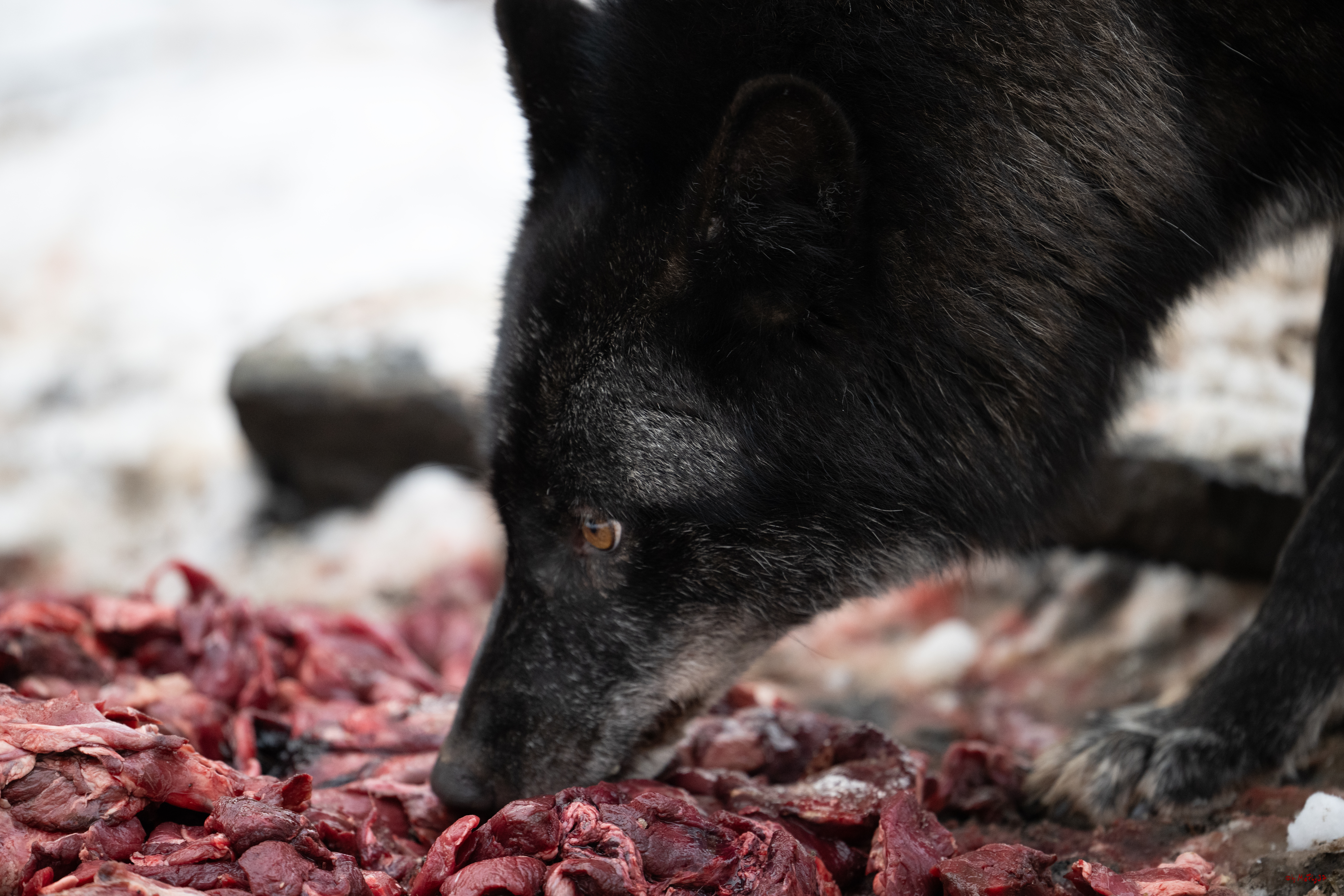 Wolfsfütterung; Pelm, 04.01.2025