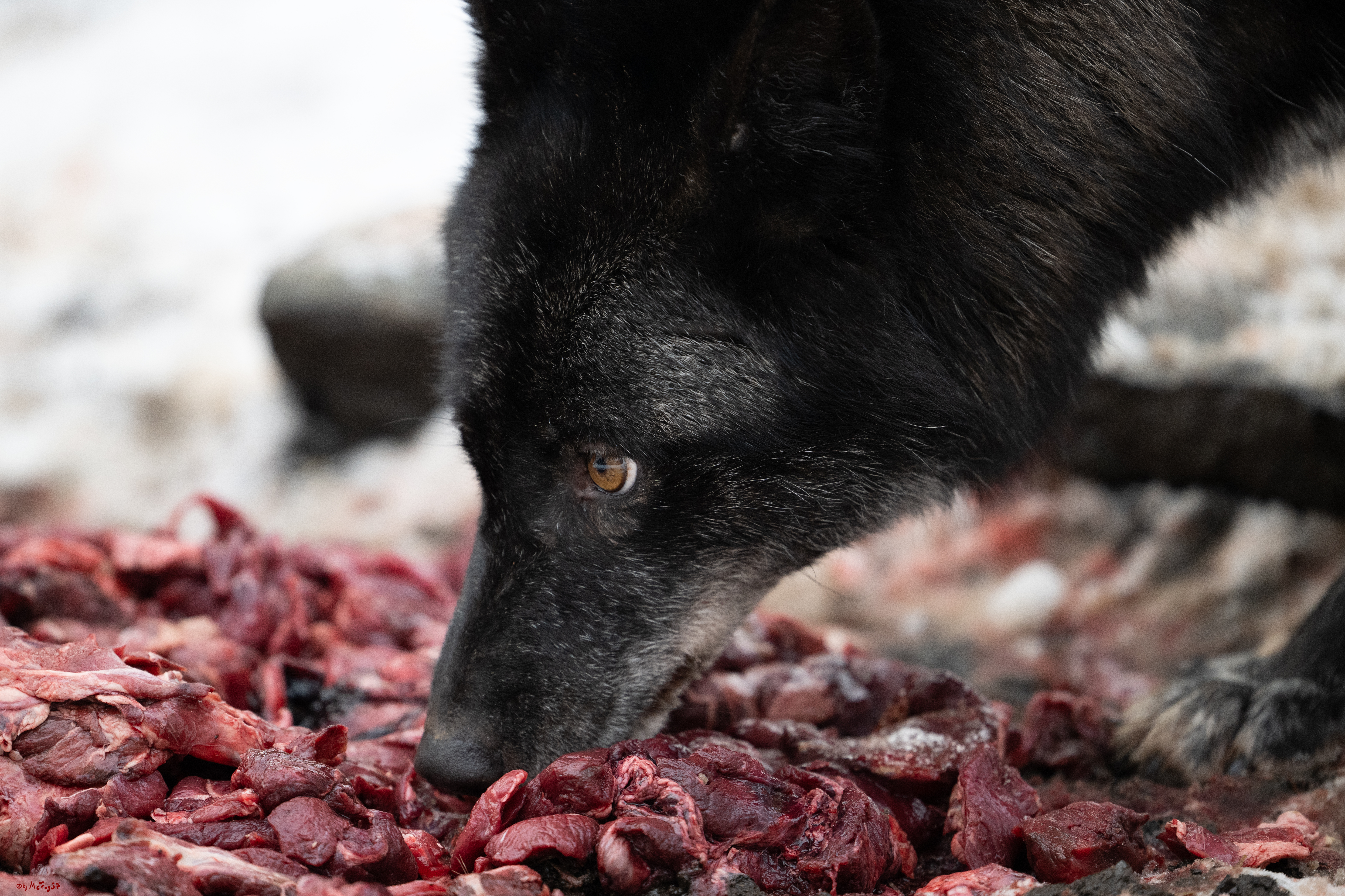 Wolfsfütterung; Pelm, 04.01.2025