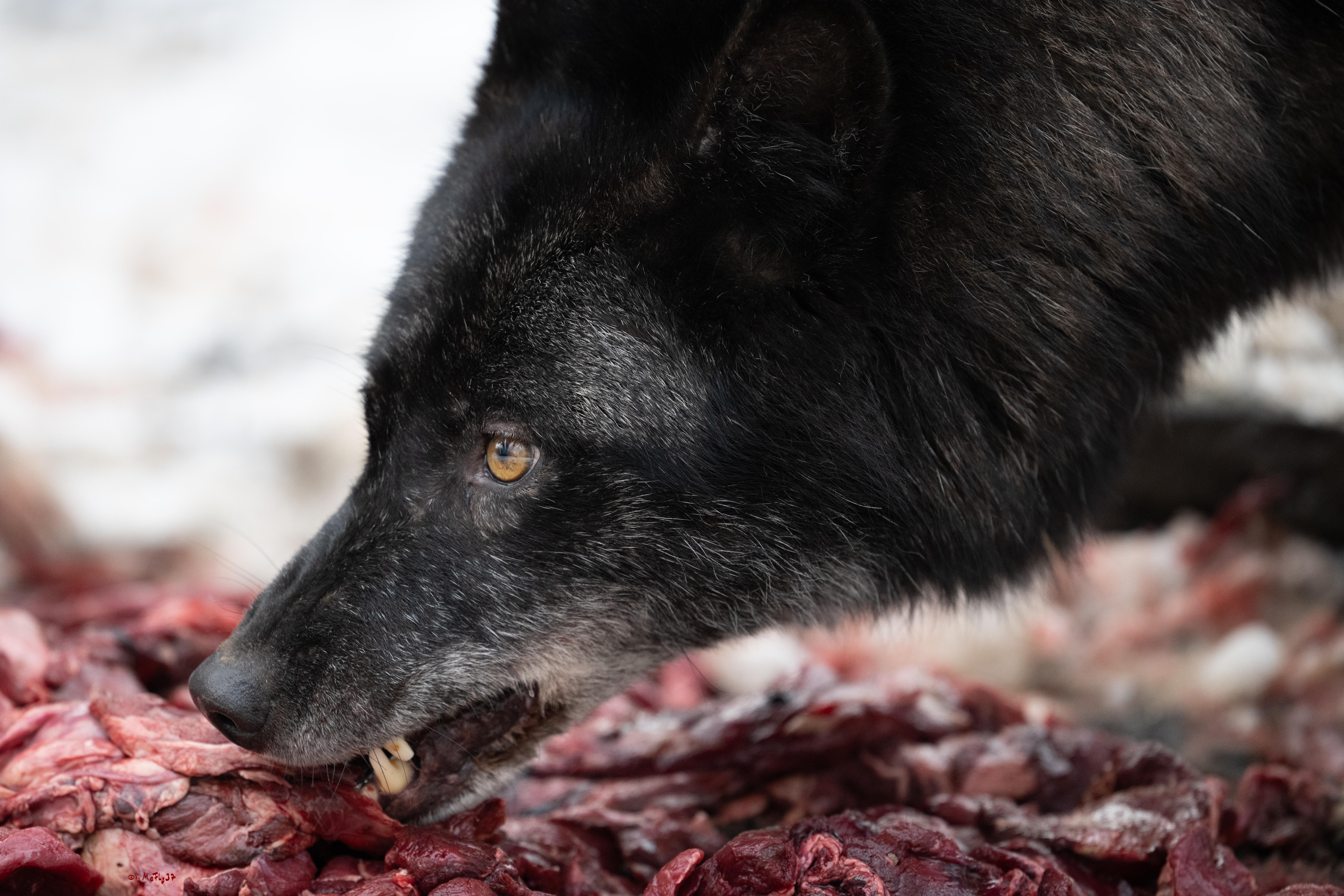 Wolfsfütterung; Pelm, 04.01.2025