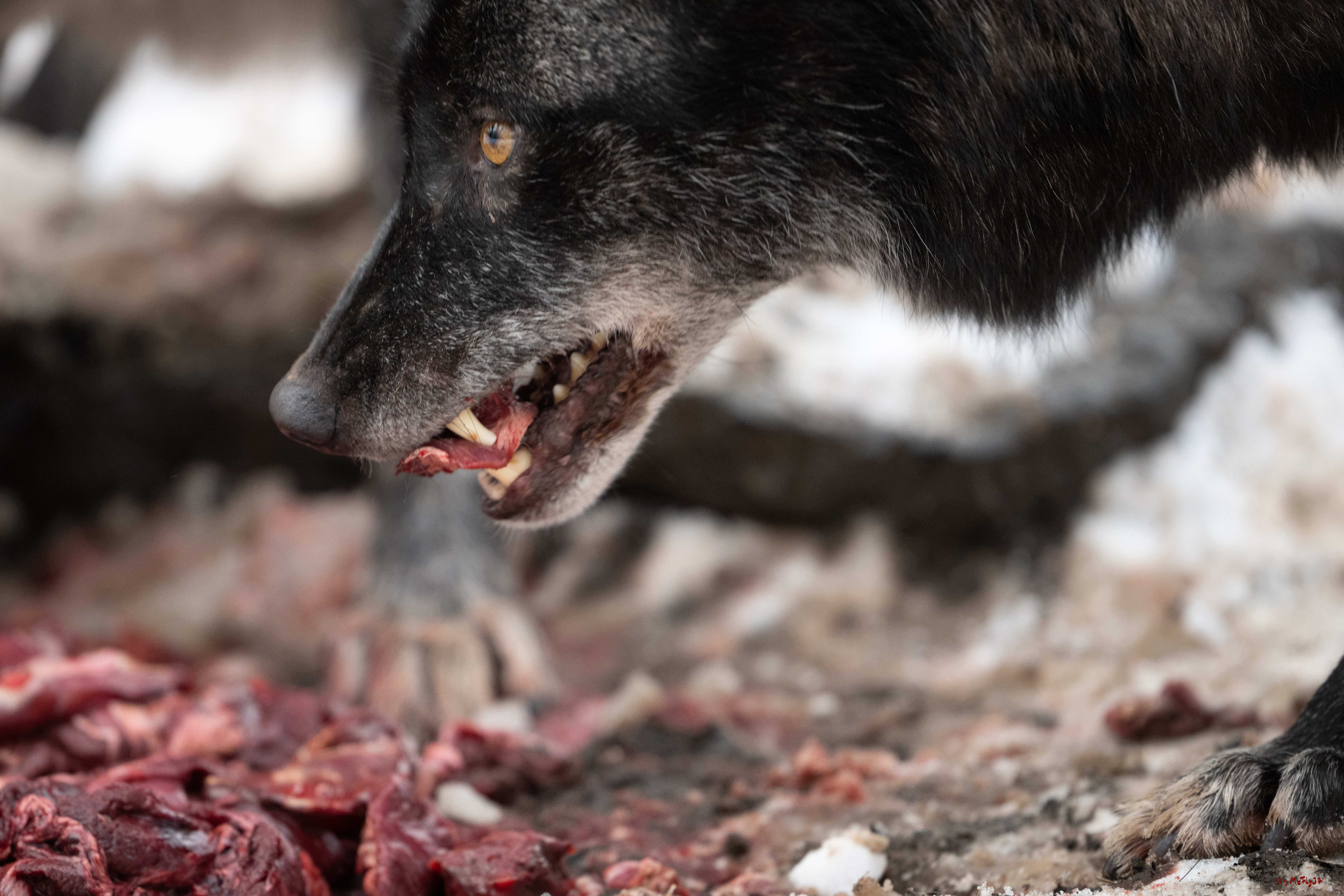 Wolfsfütterung; Pelm, 04.01.2025