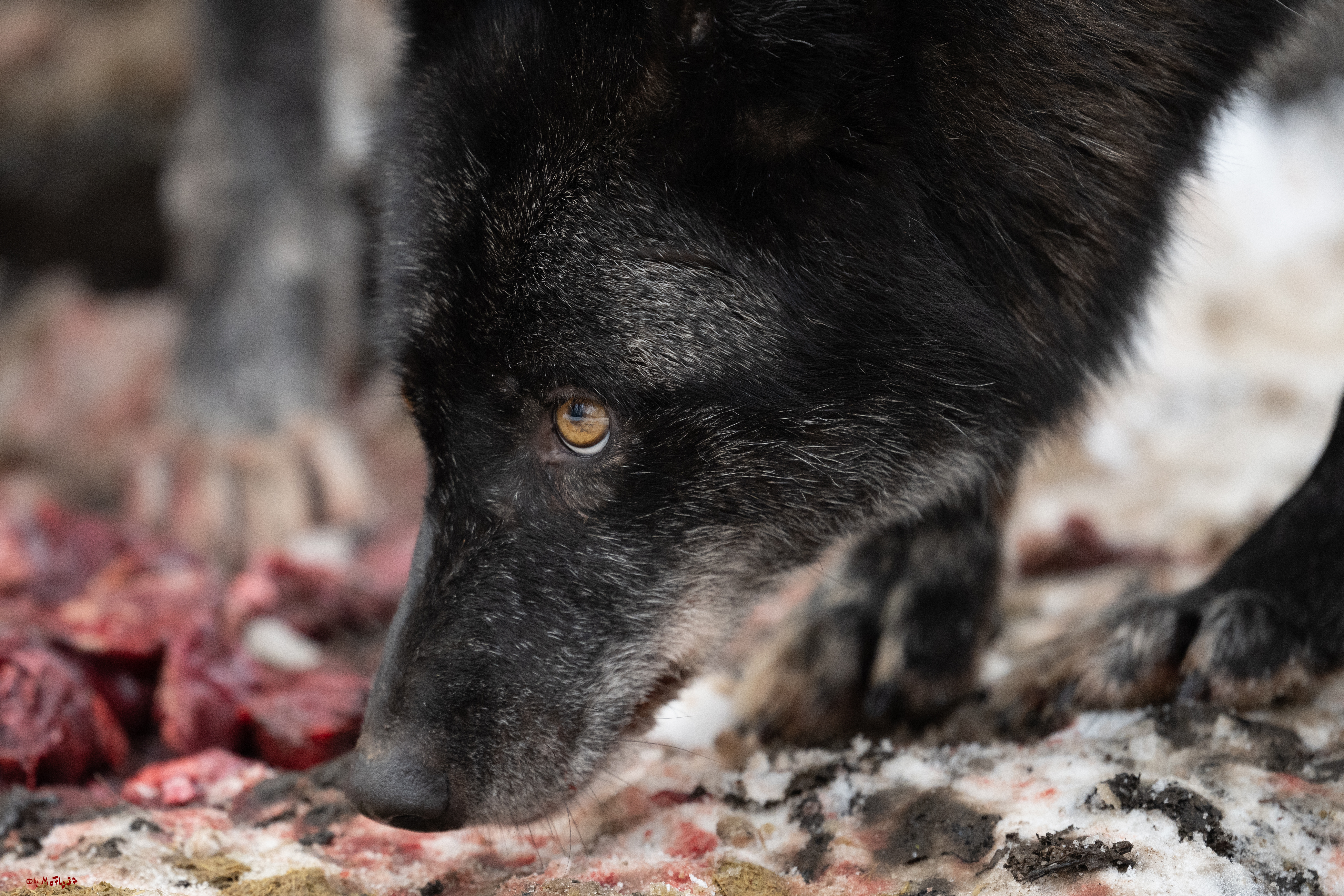 Wolfsfütterung; Pelm, 04.01.2025