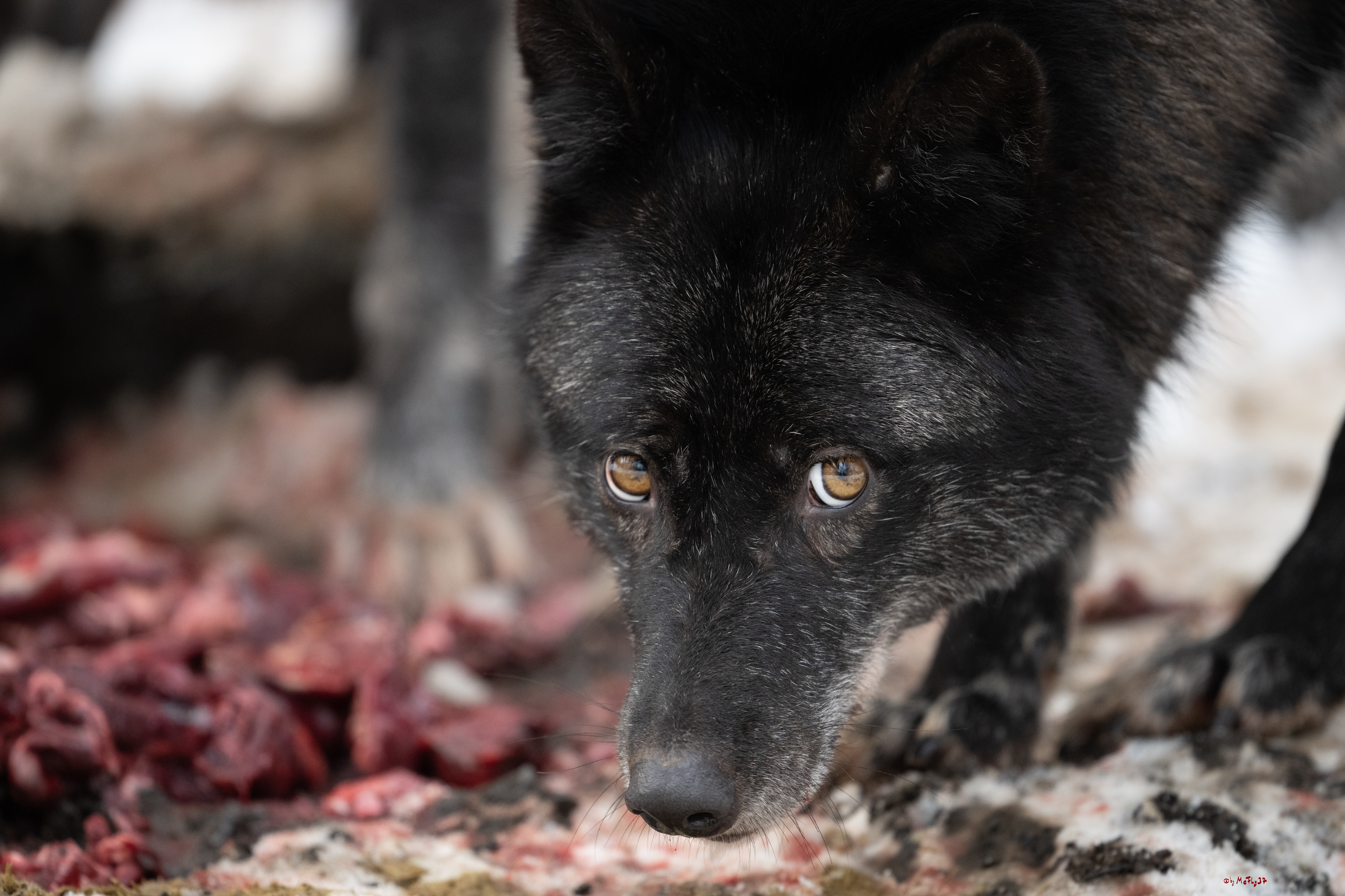 Wolfsfütterung; Pelm, 04.01.2025