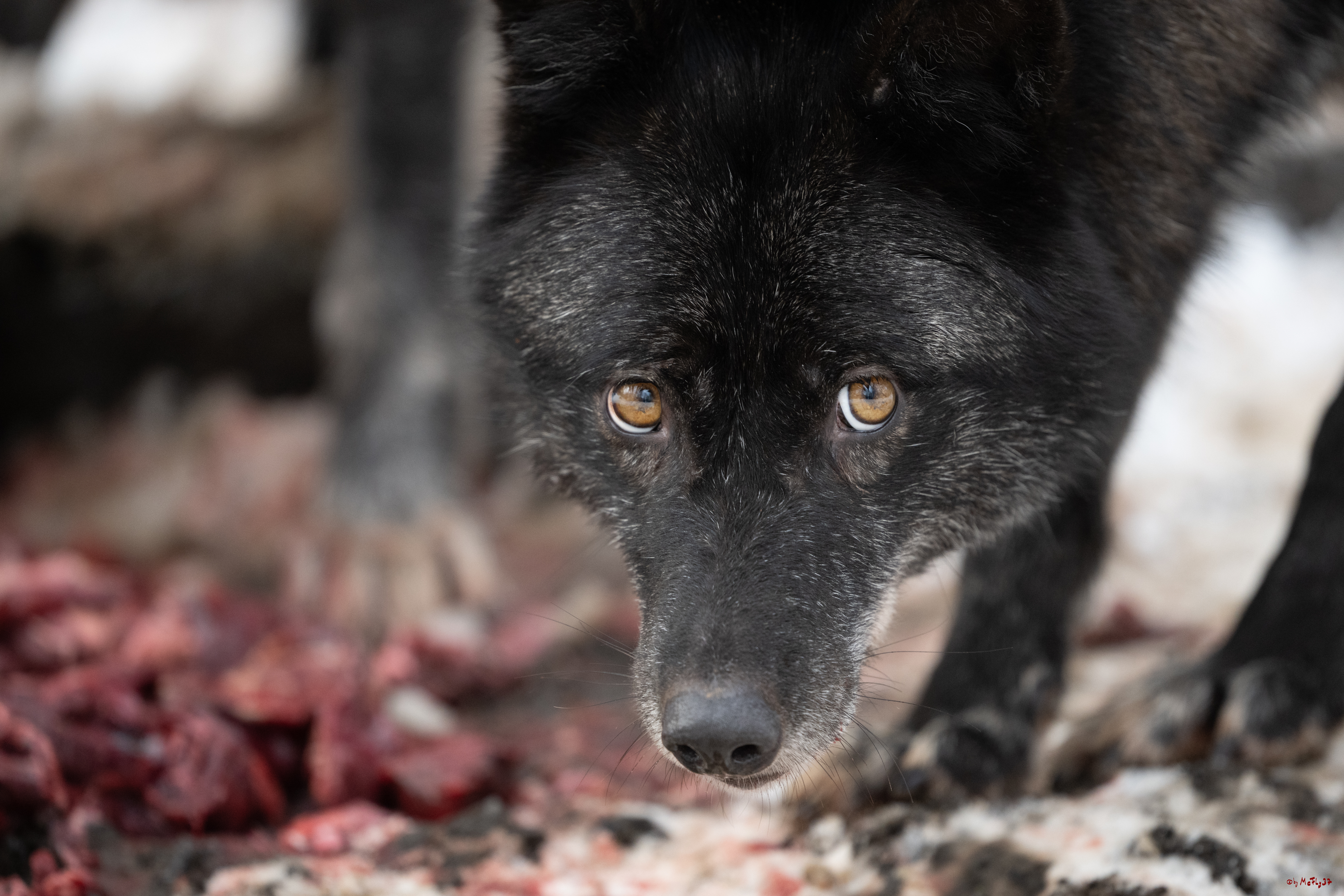 Wolfsfütterung; Pelm, 04.01.2025