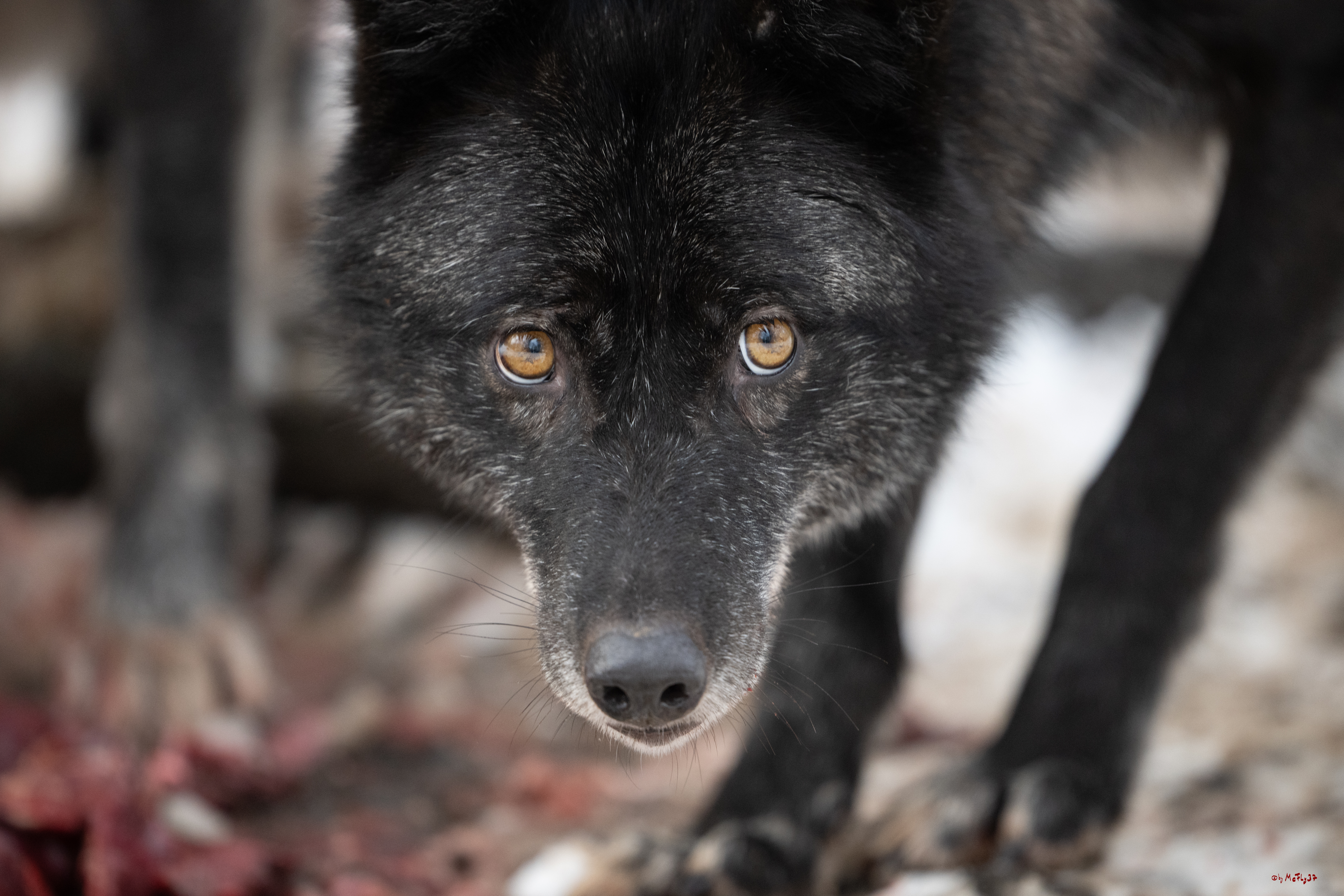 Wolfsfütterung; Pelm, 04.01.2025