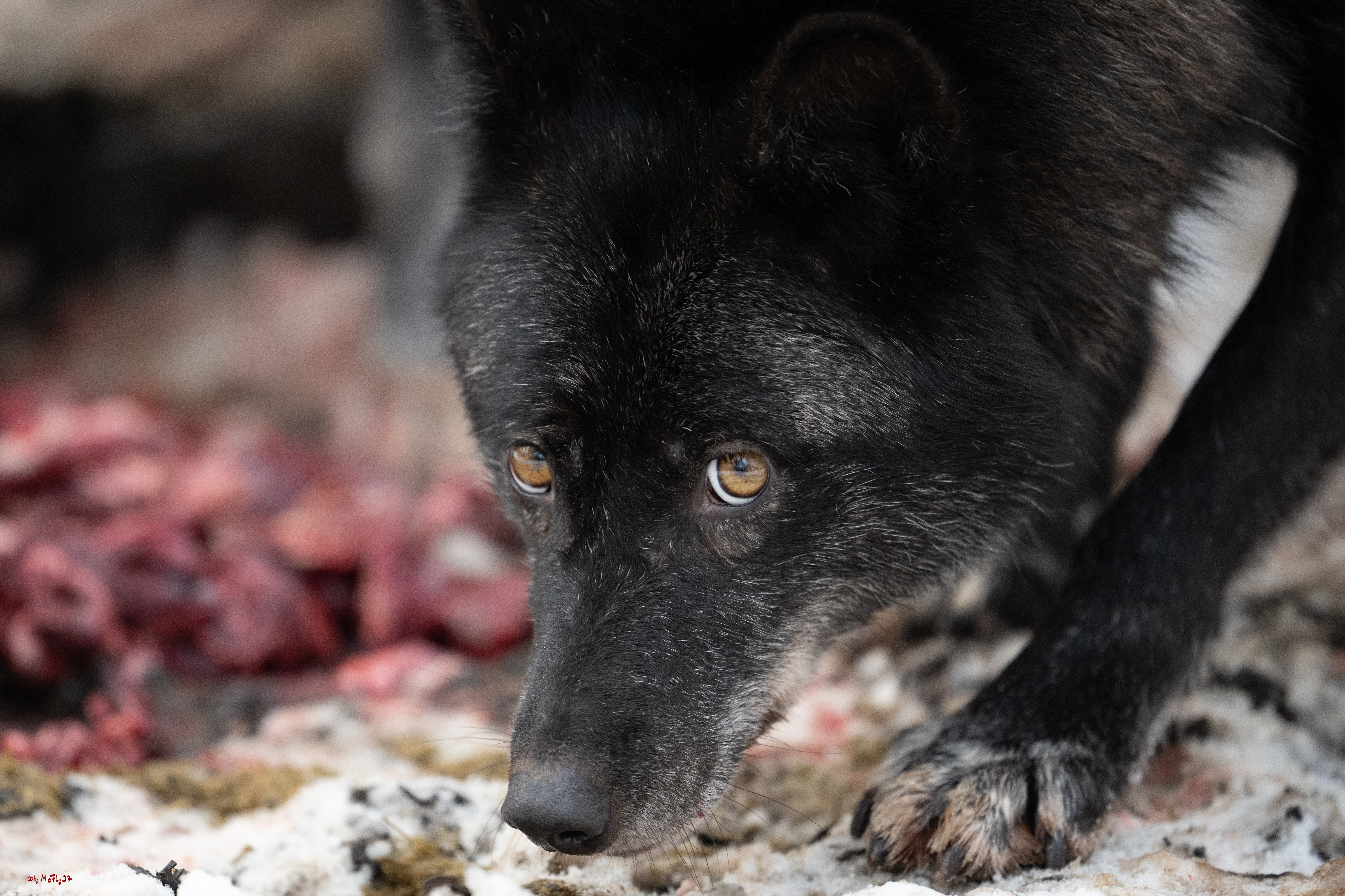 Wolfsfütterung; Pelm, 04.01.2025