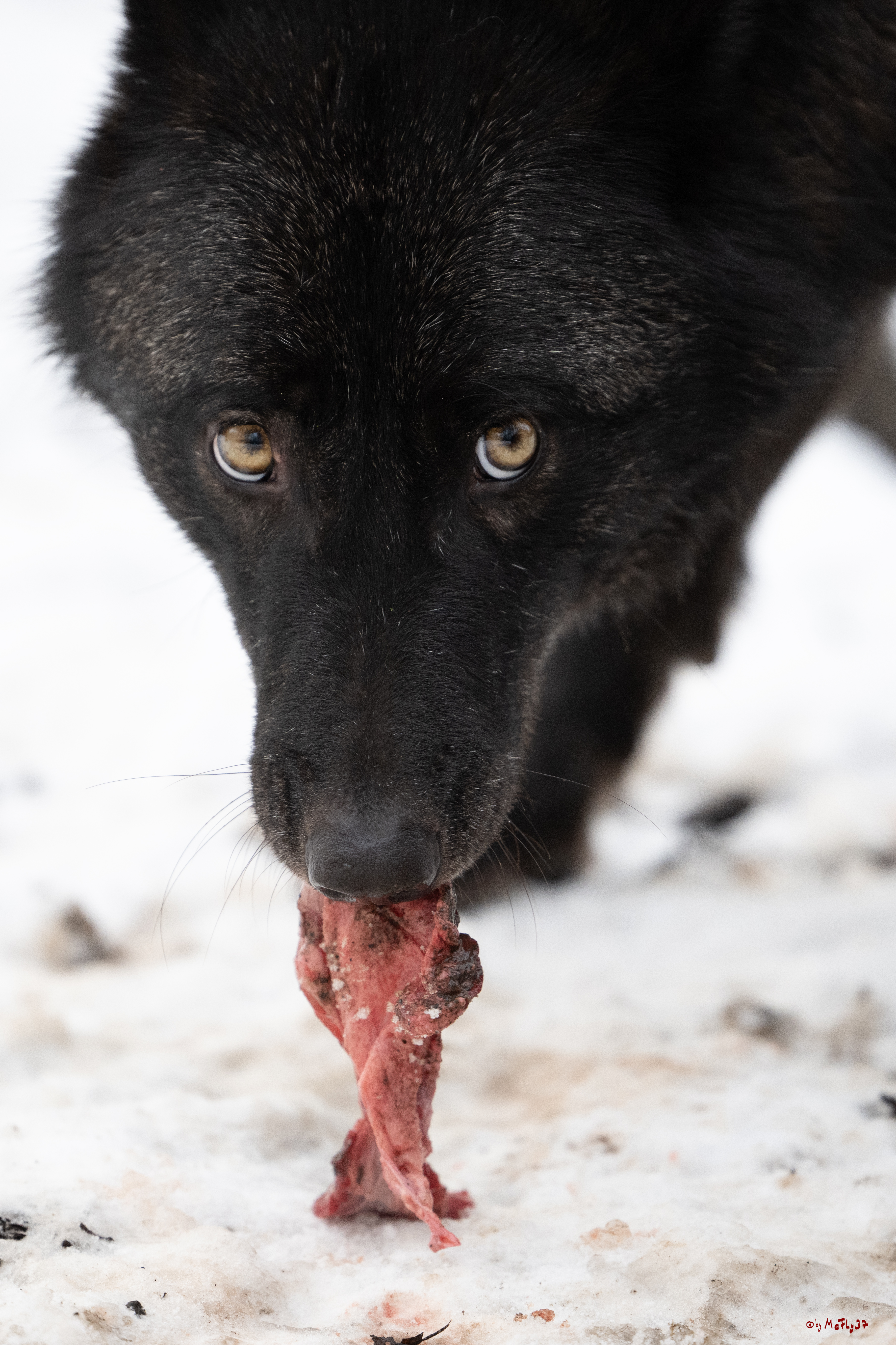 Wolfsfütterung; Pelm, 04.01.2025