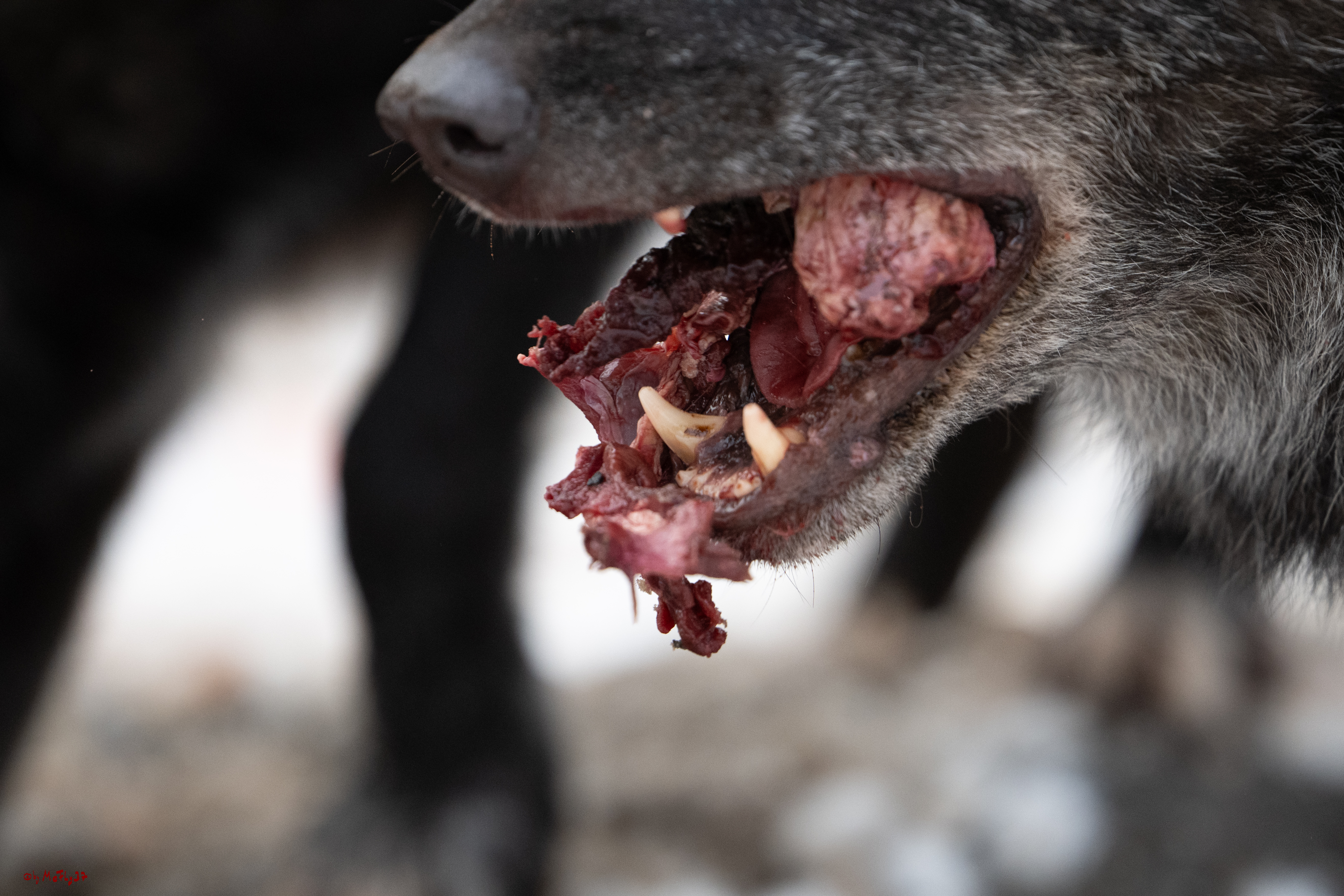 Wolfsfütterung; Pelm, 04.01.2025