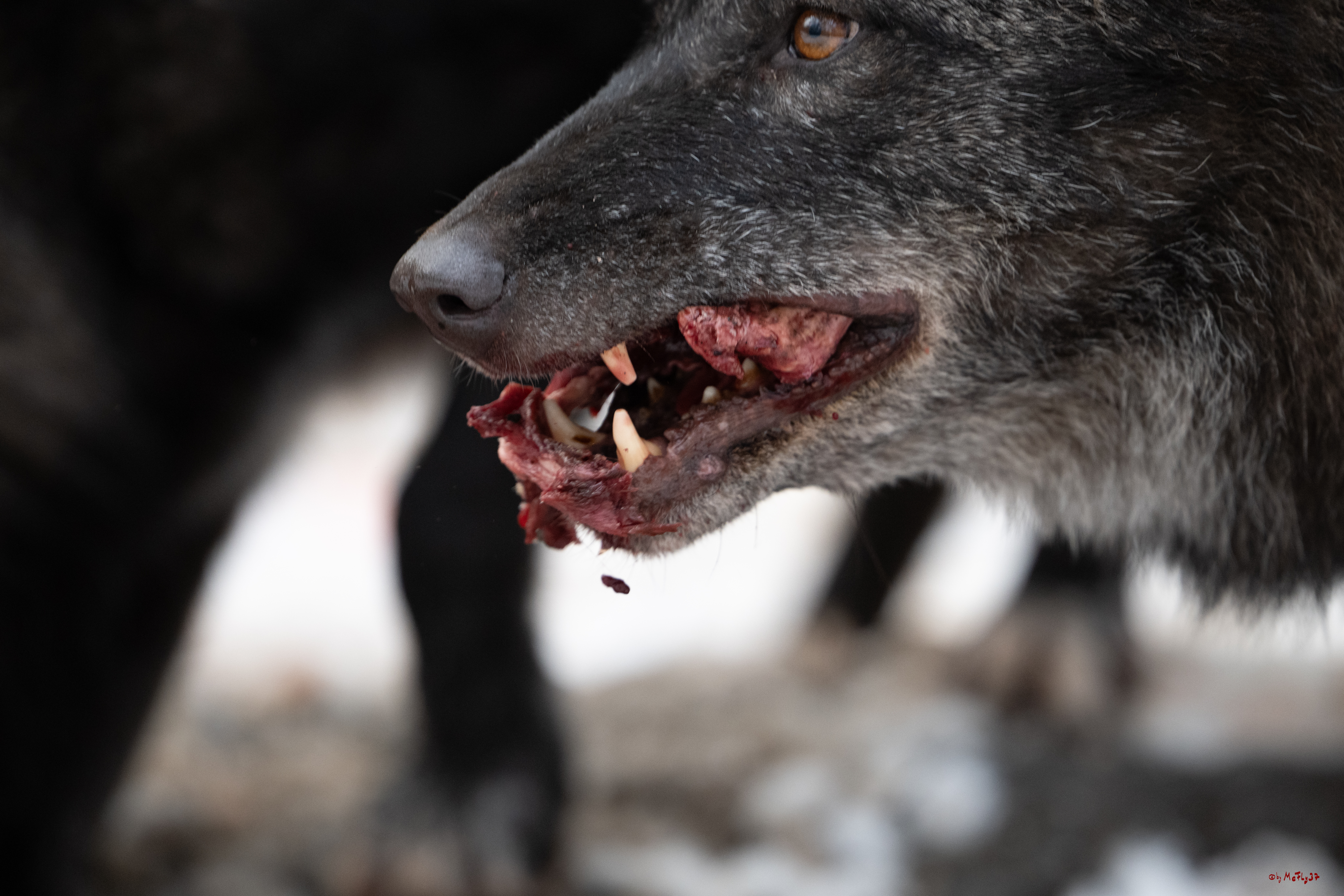 Wolfsfütterung; Pelm, 04.01.2025