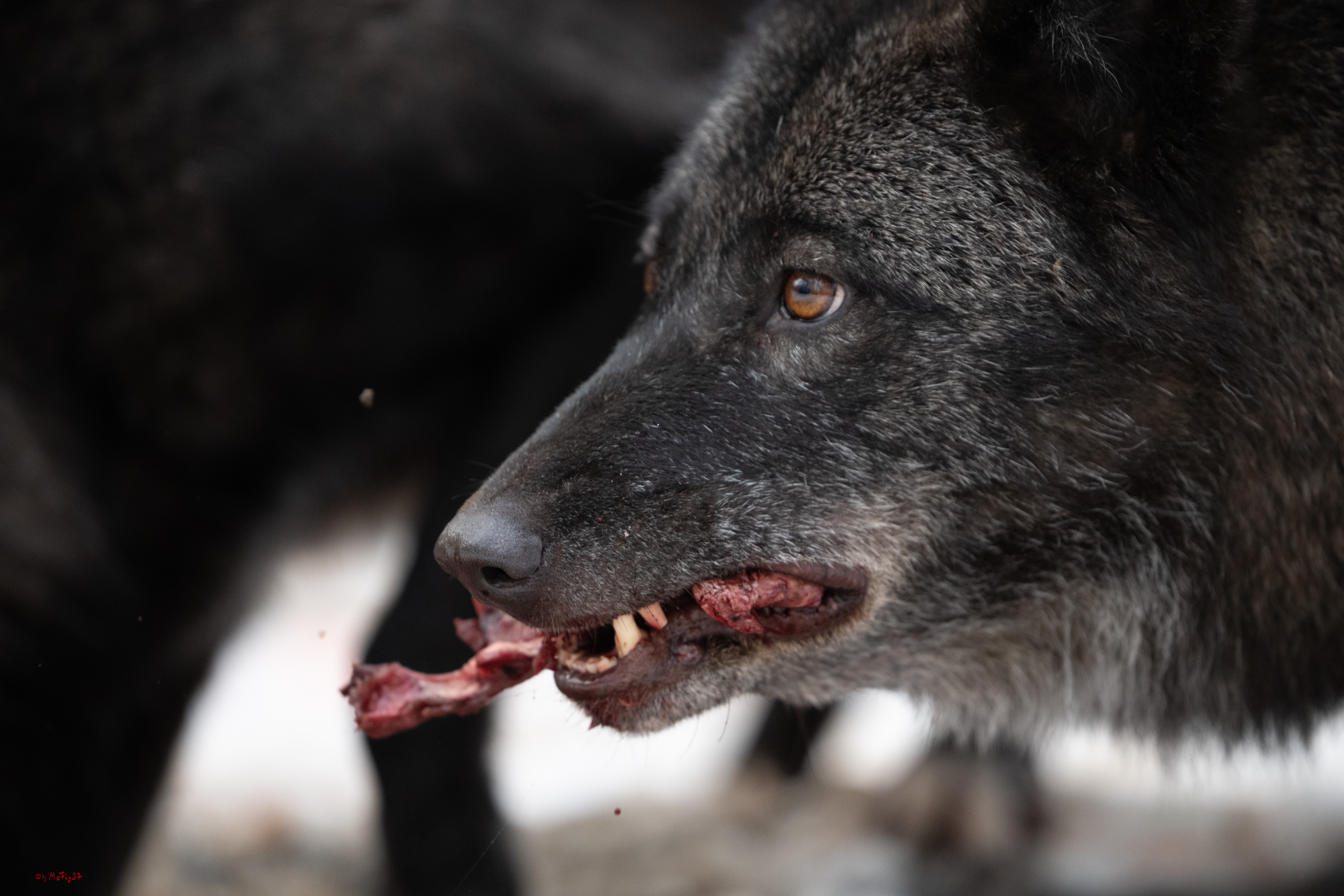 Wolfsfütterung; Pelm, 04.01.2025