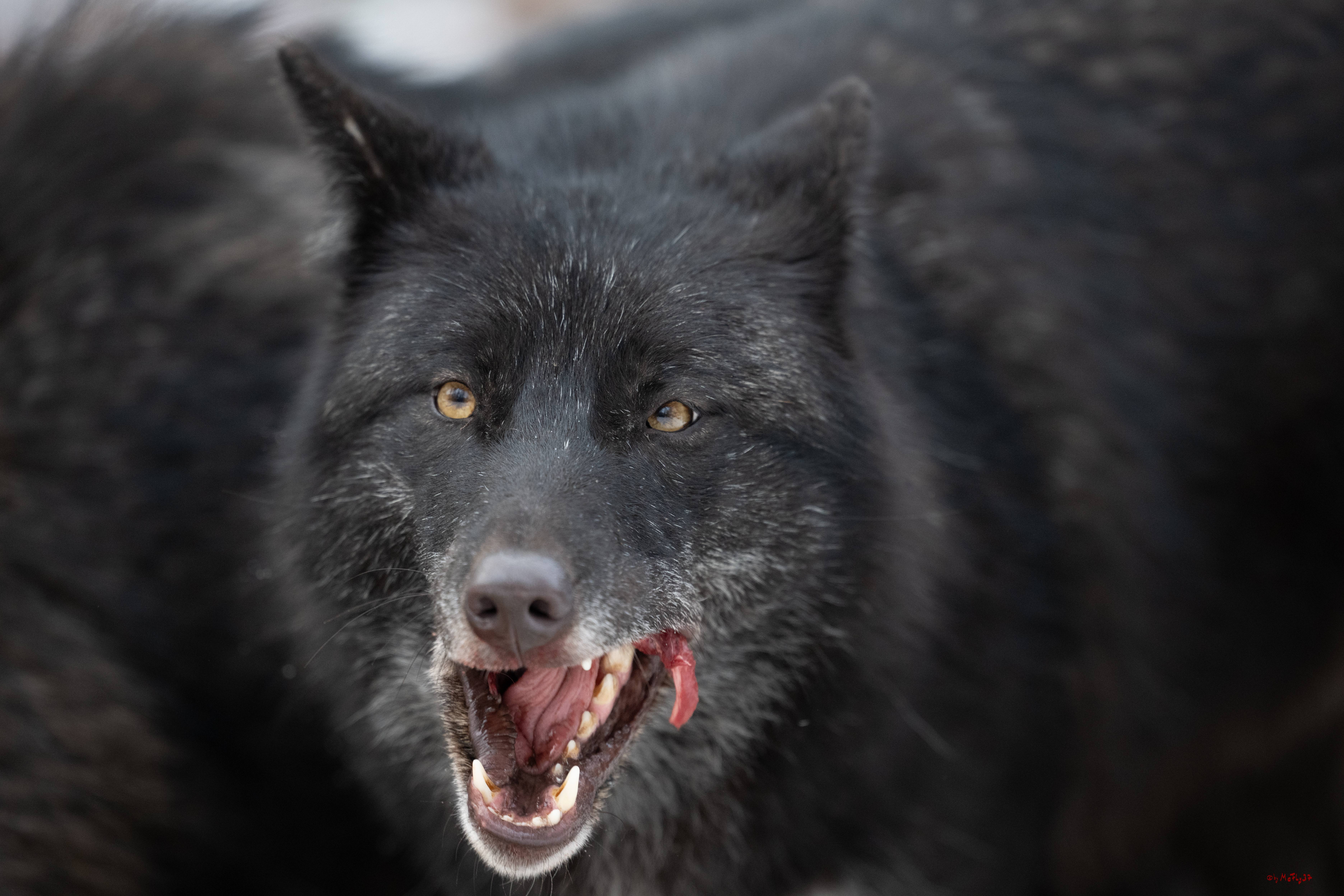 Wolfsfütterung; Pelm, 04.01.2025