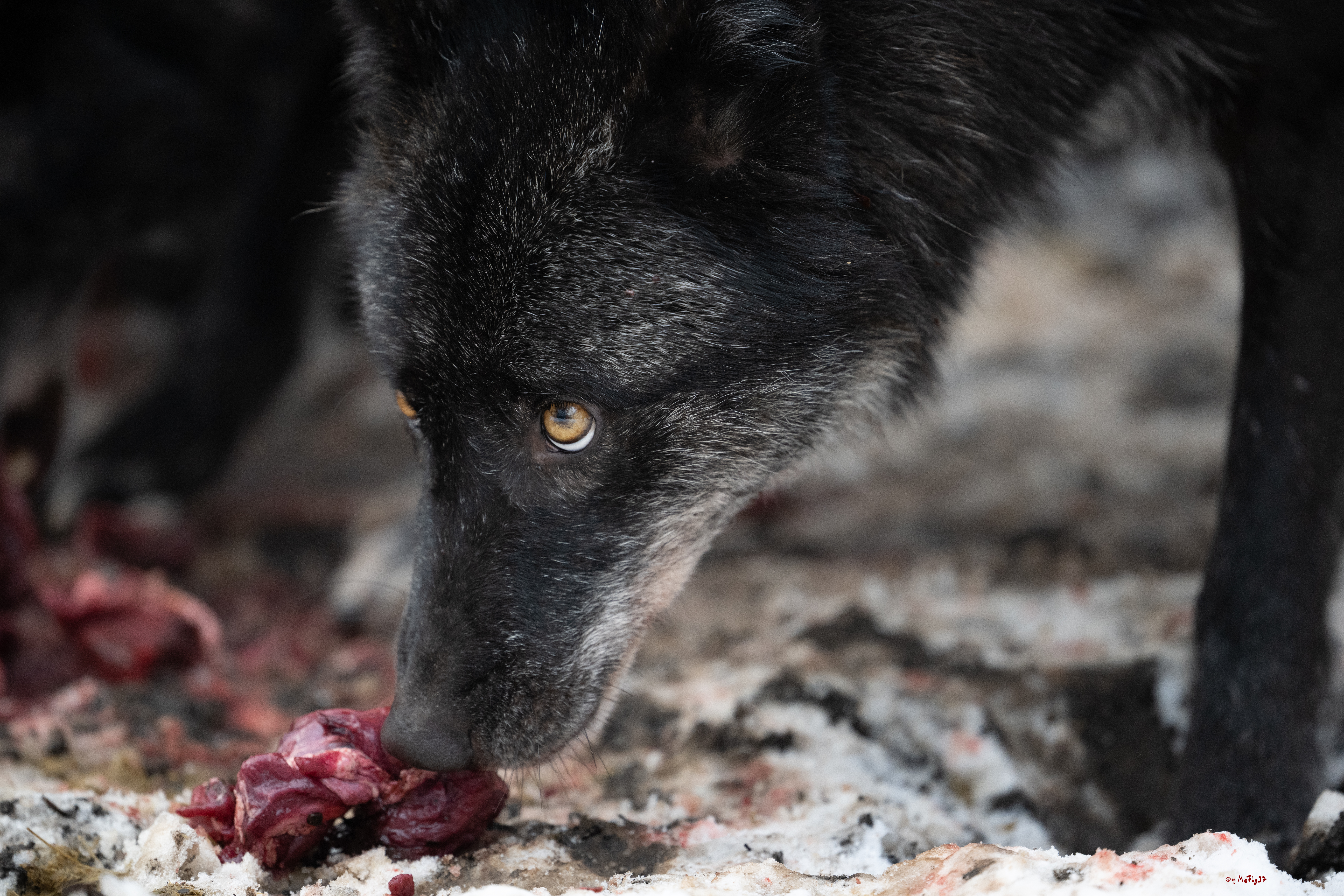 Wolfsfütterung; Pelm, 04.01.2025