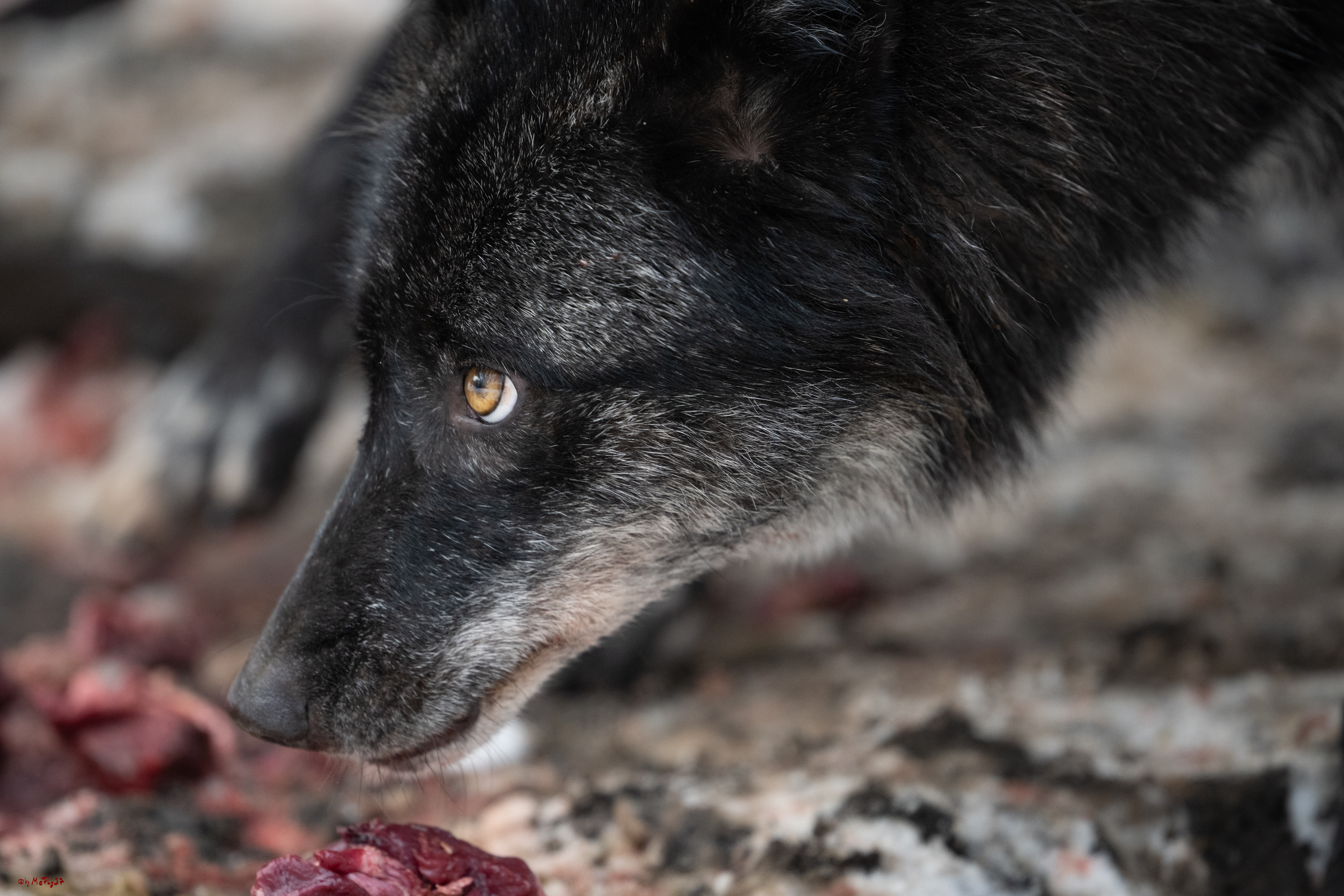 Wolfsfütterung; Pelm, 04.01.2025