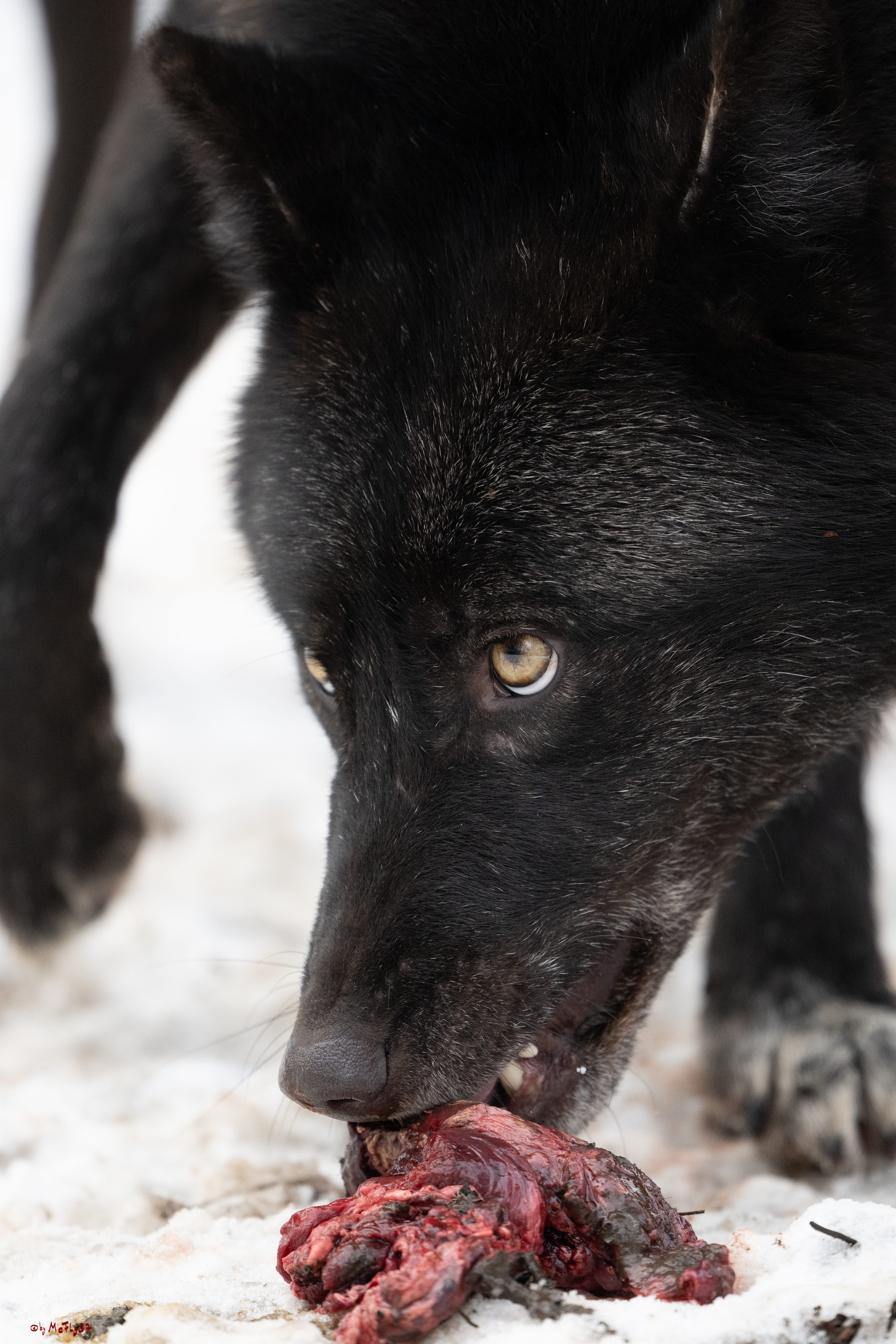 Wolfsfütterung; Pelm, 04.01.2025