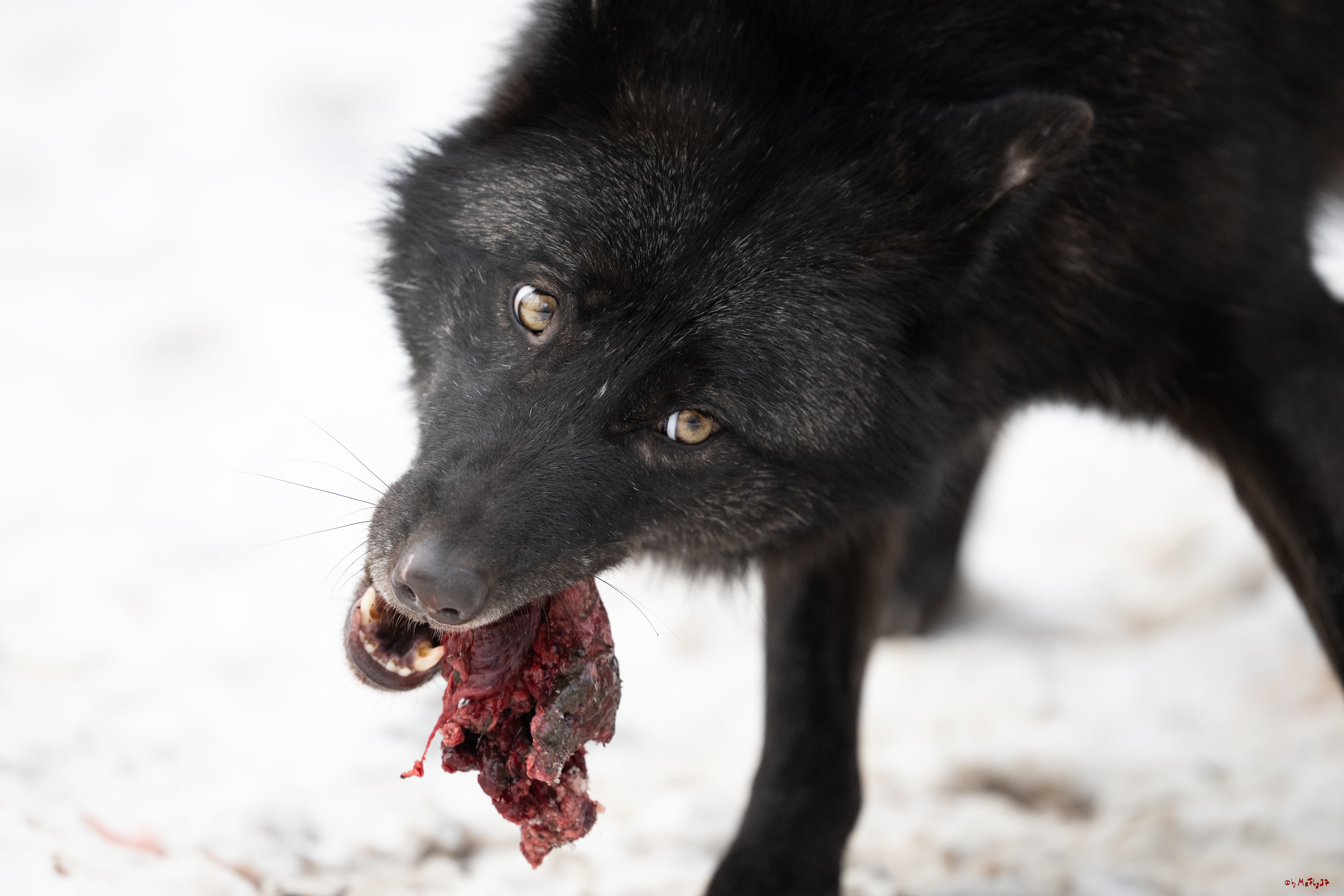 Wolfsfütterung; Pelm, 04.01.2025