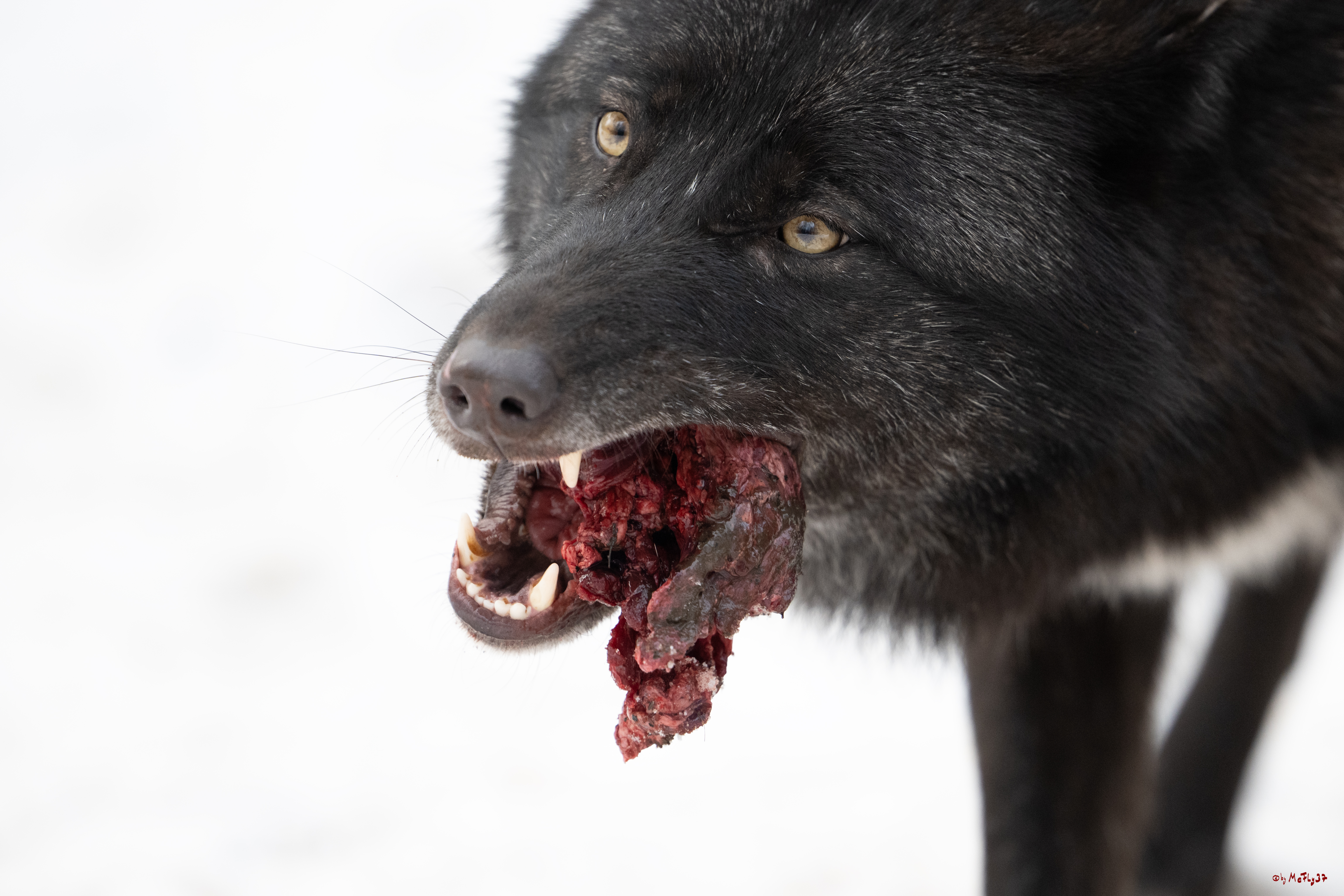 Wolfsfütterung; Pelm, 04.01.2025