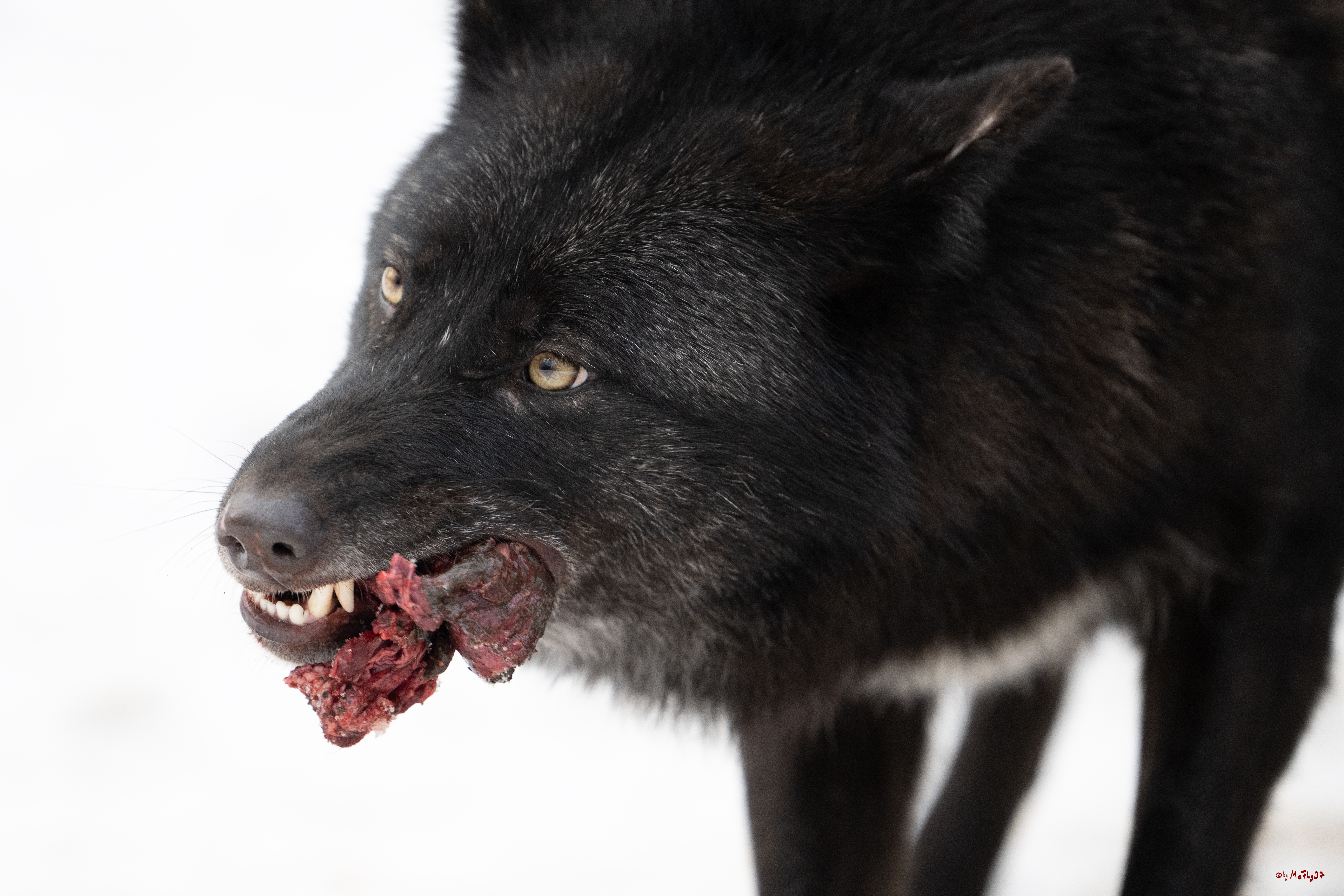 Wolfsfütterung; Pelm, 04.01.2025