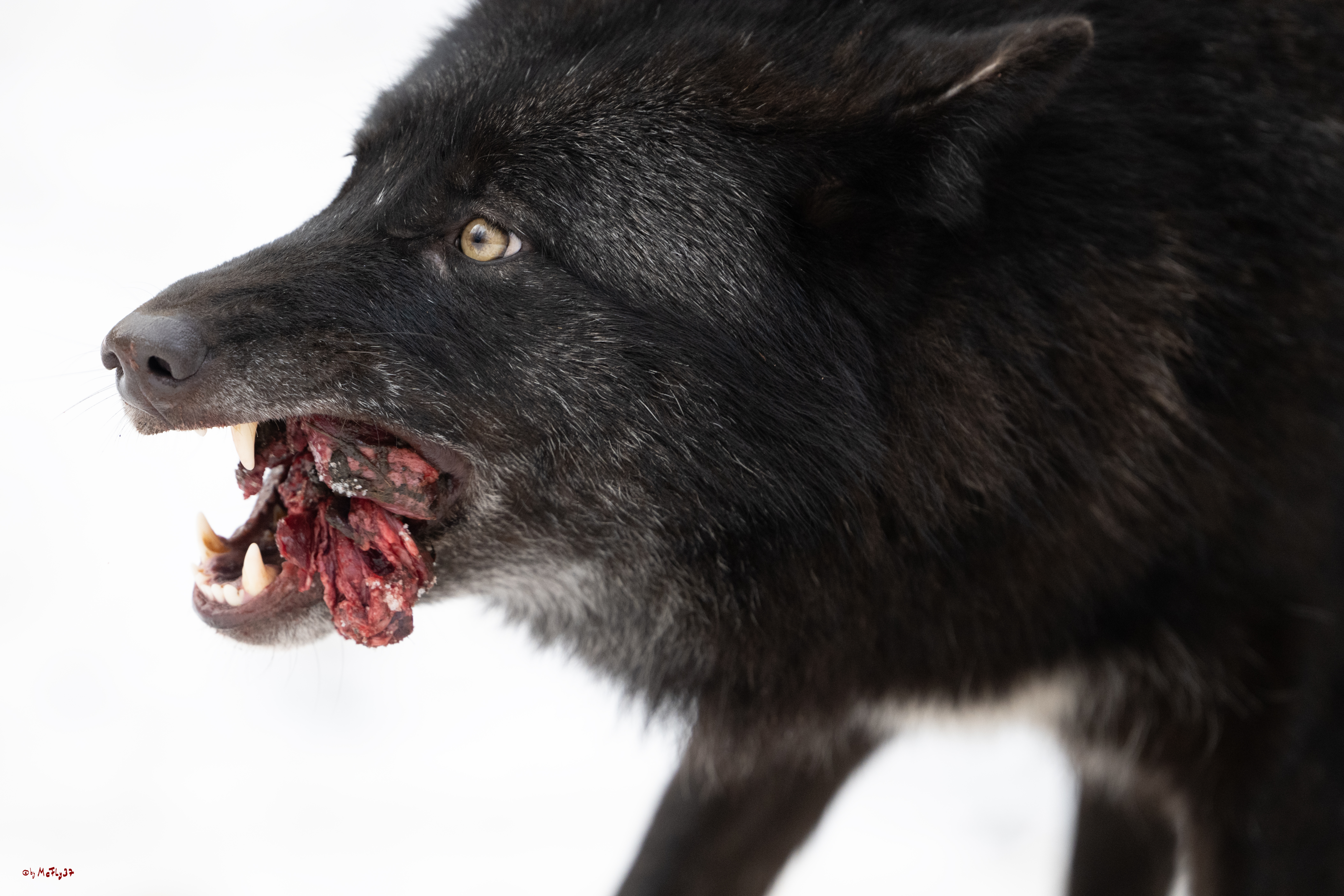 Wolfsfütterung; Pelm, 04.01.2025