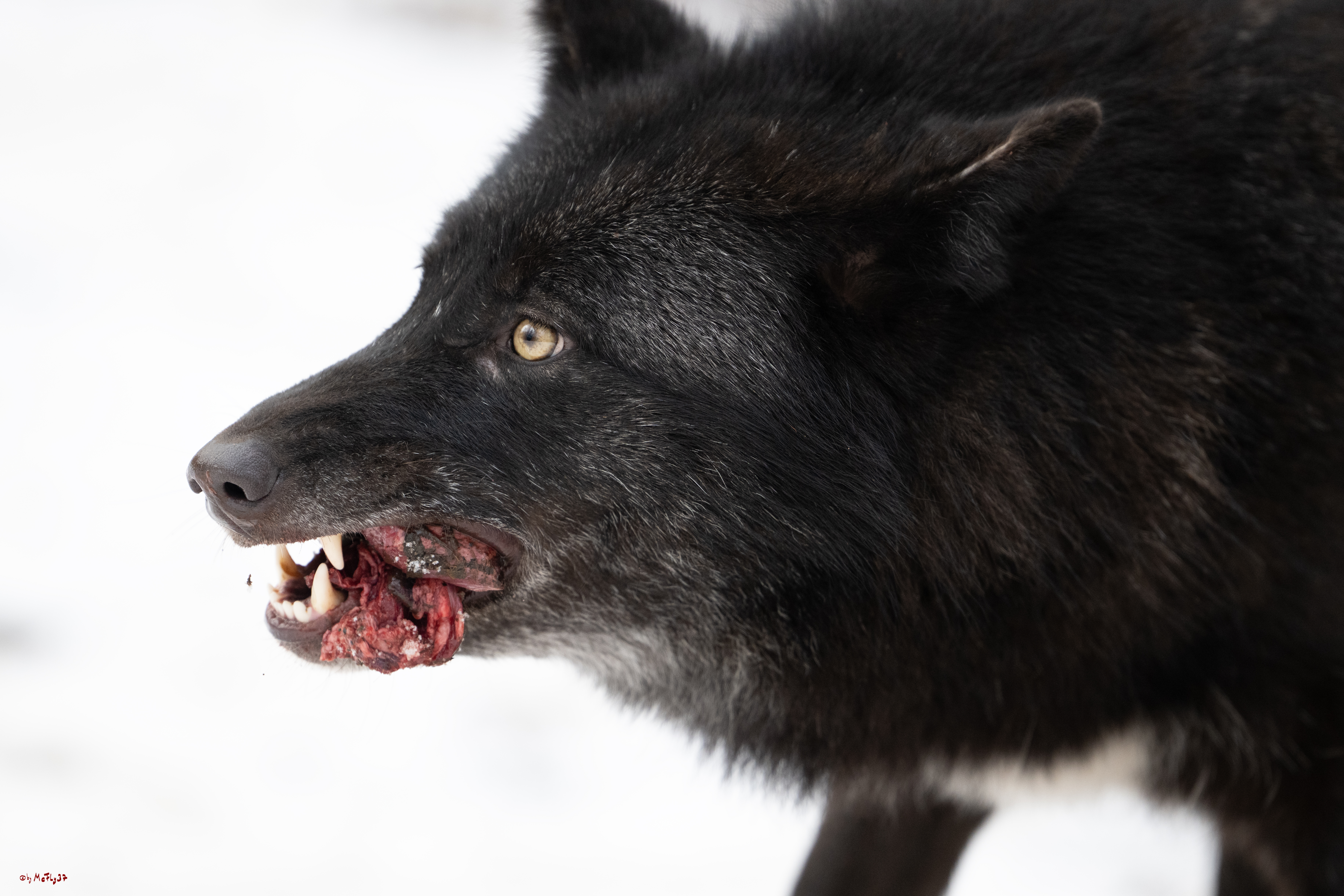 Wolfsfütterung; Pelm, 04.01.2025