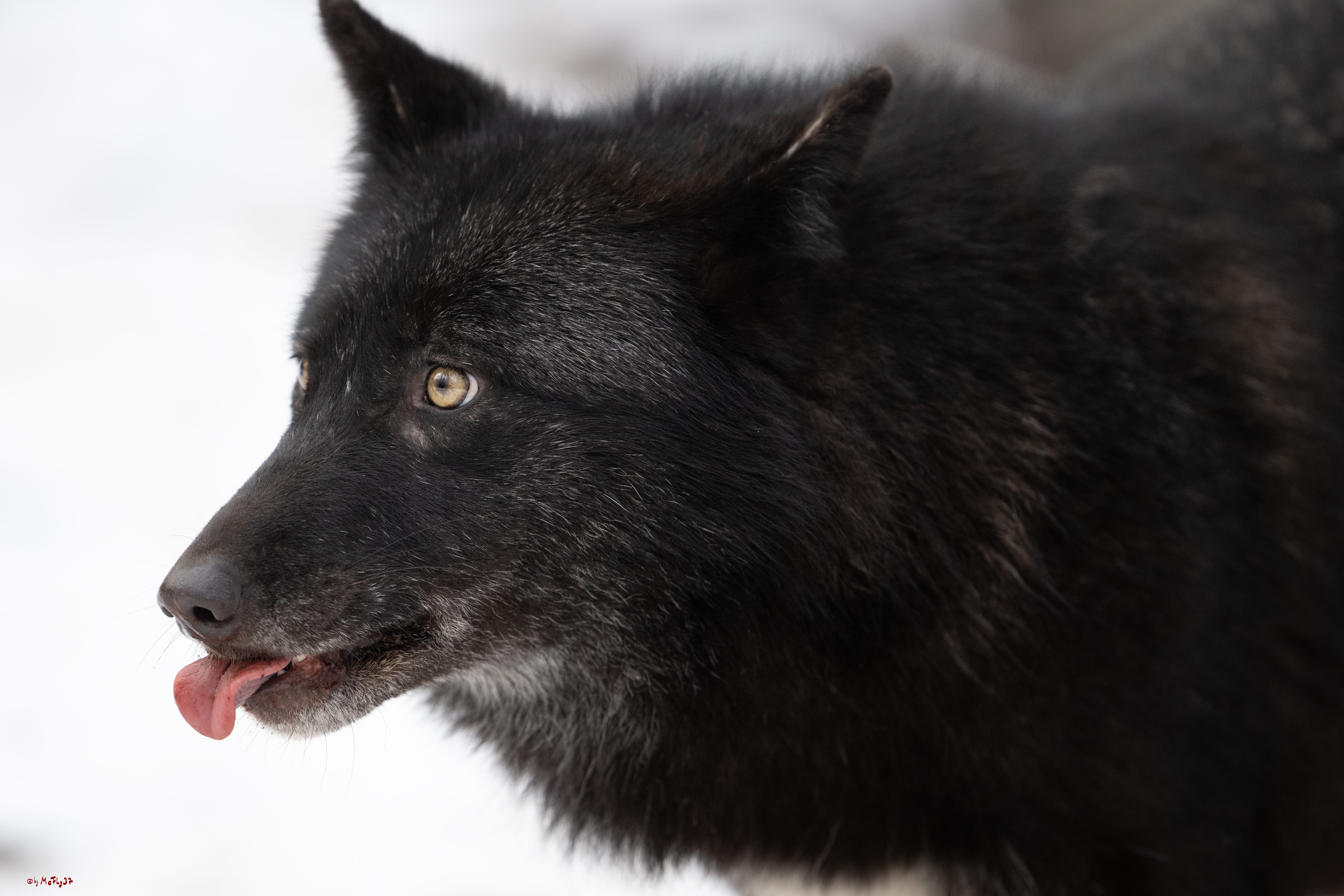 Wolfsfütterung; Pelm, 04.01.2025