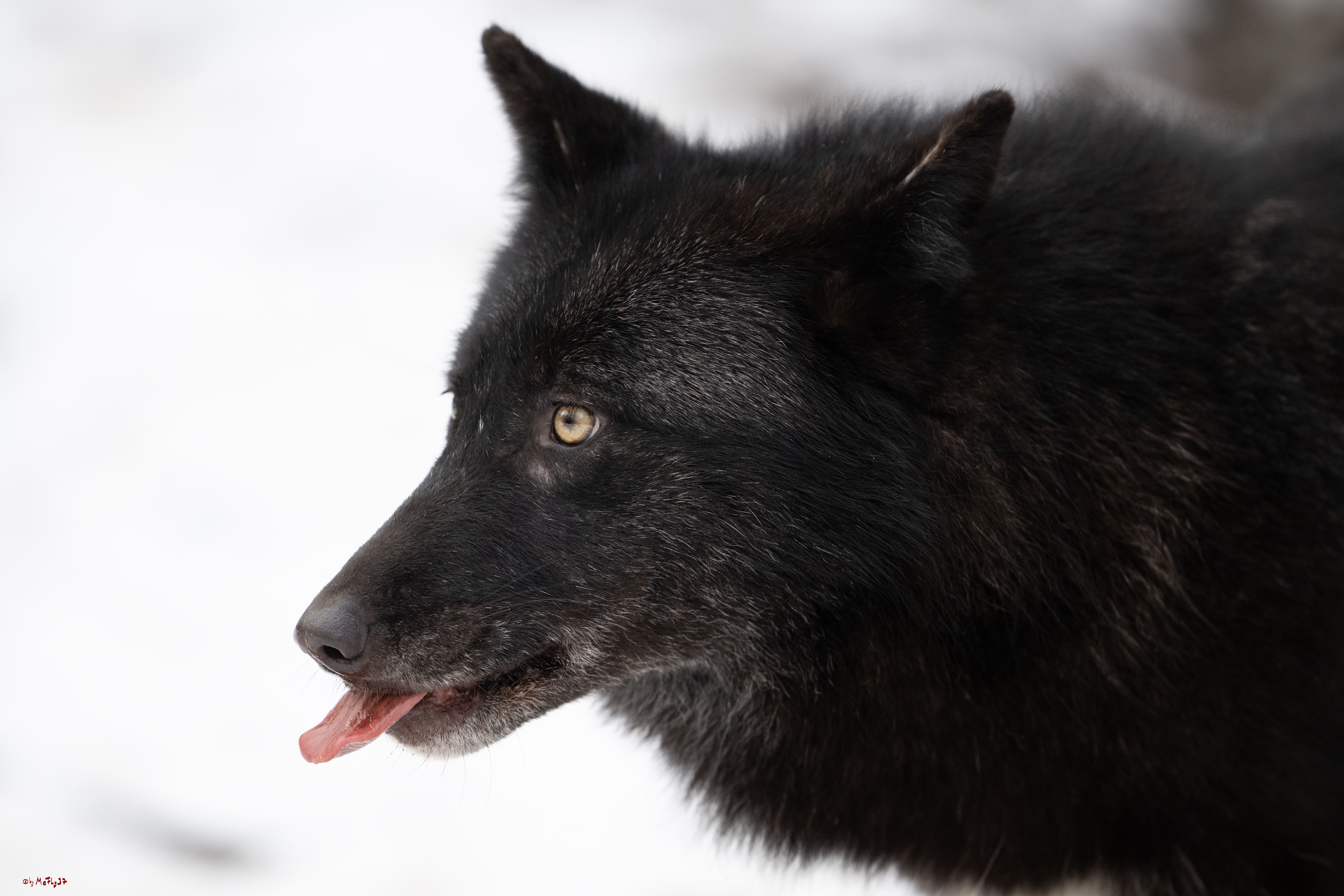 Wolfsfütterung; Pelm, 04.01.2025