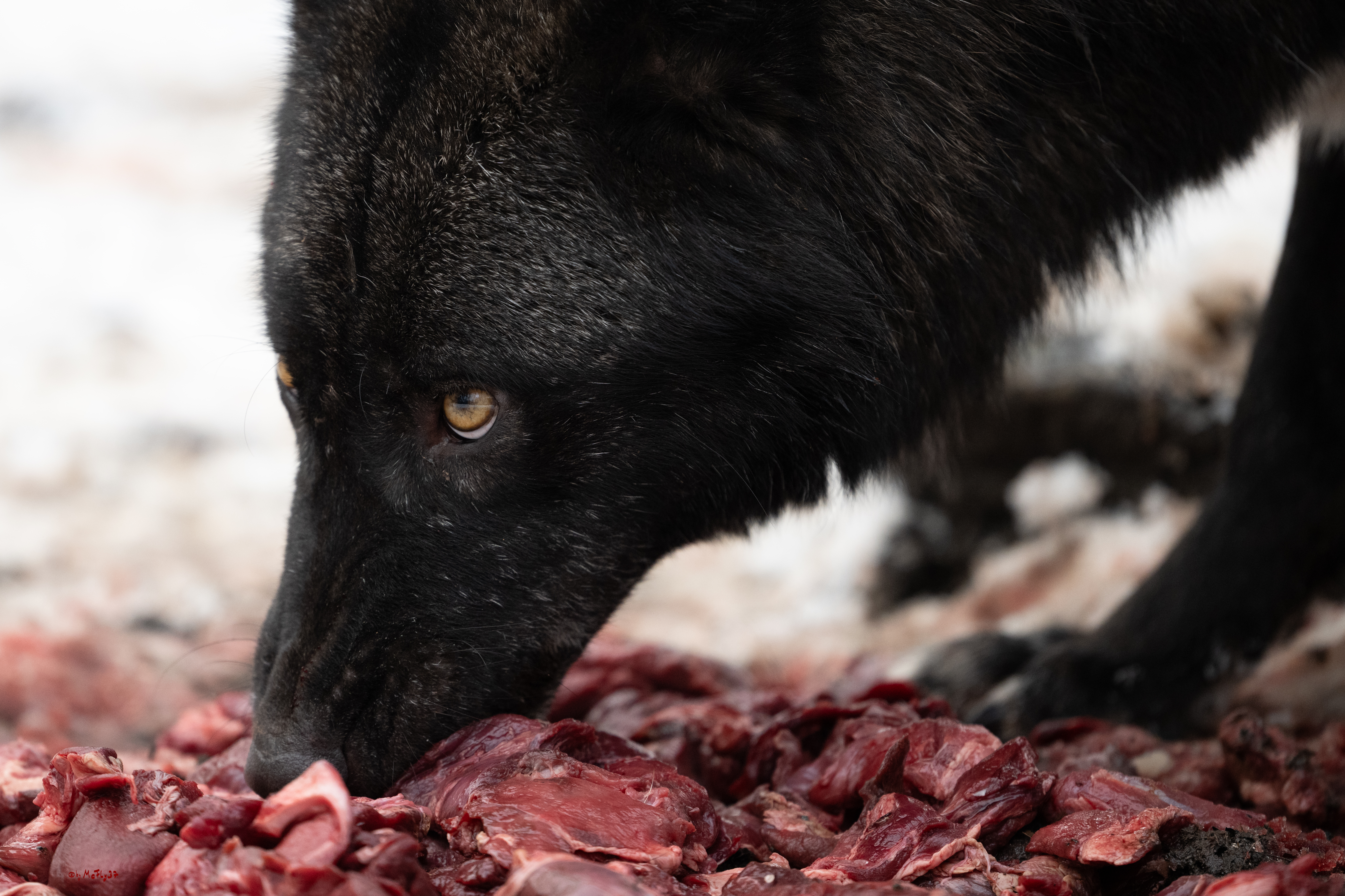 Wolfsfütterung; Pelm, 04.01.2025