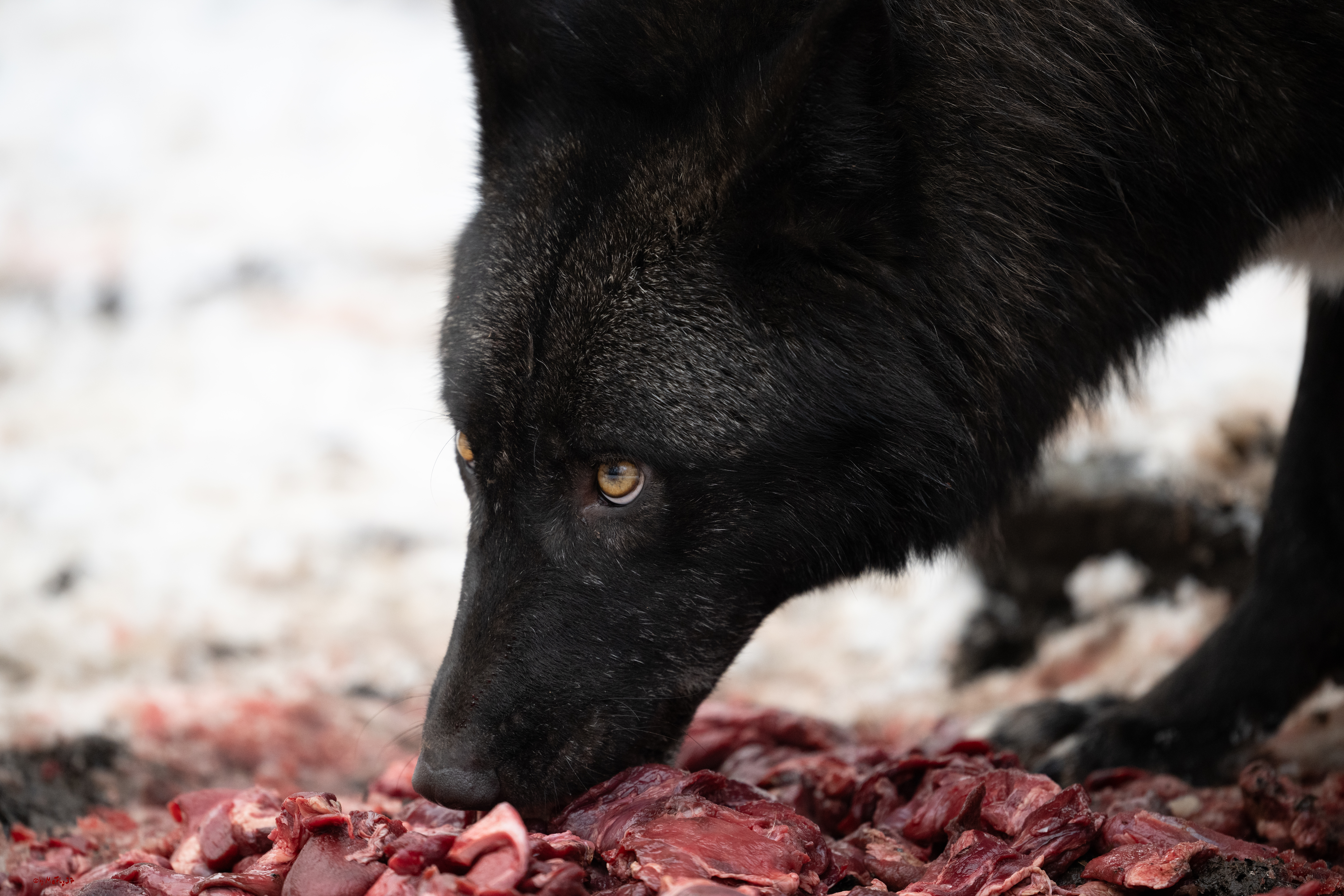 Wolfsfütterung; Pelm, 04.01.2025