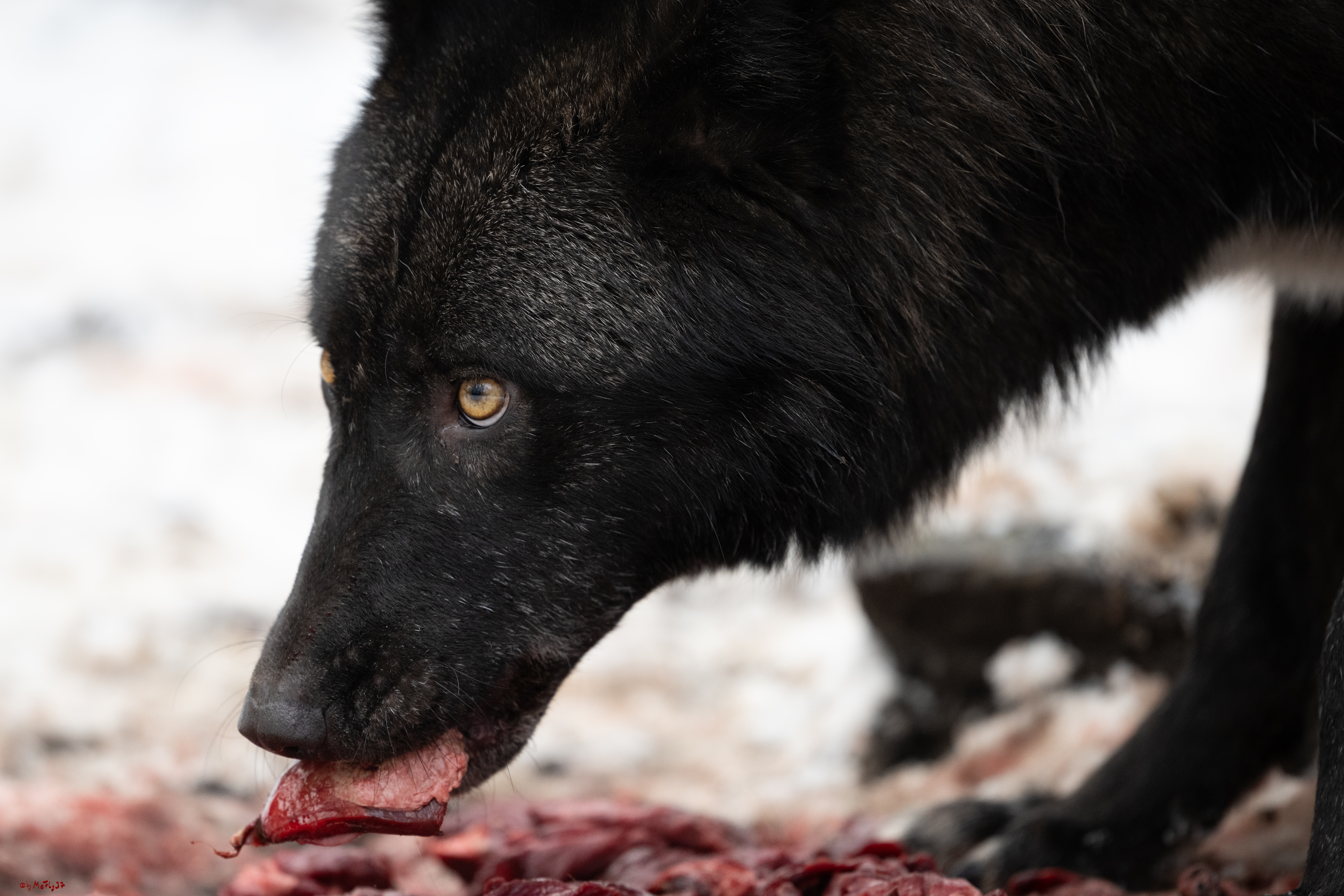 Wolfsfütterung; Pelm, 04.01.2025