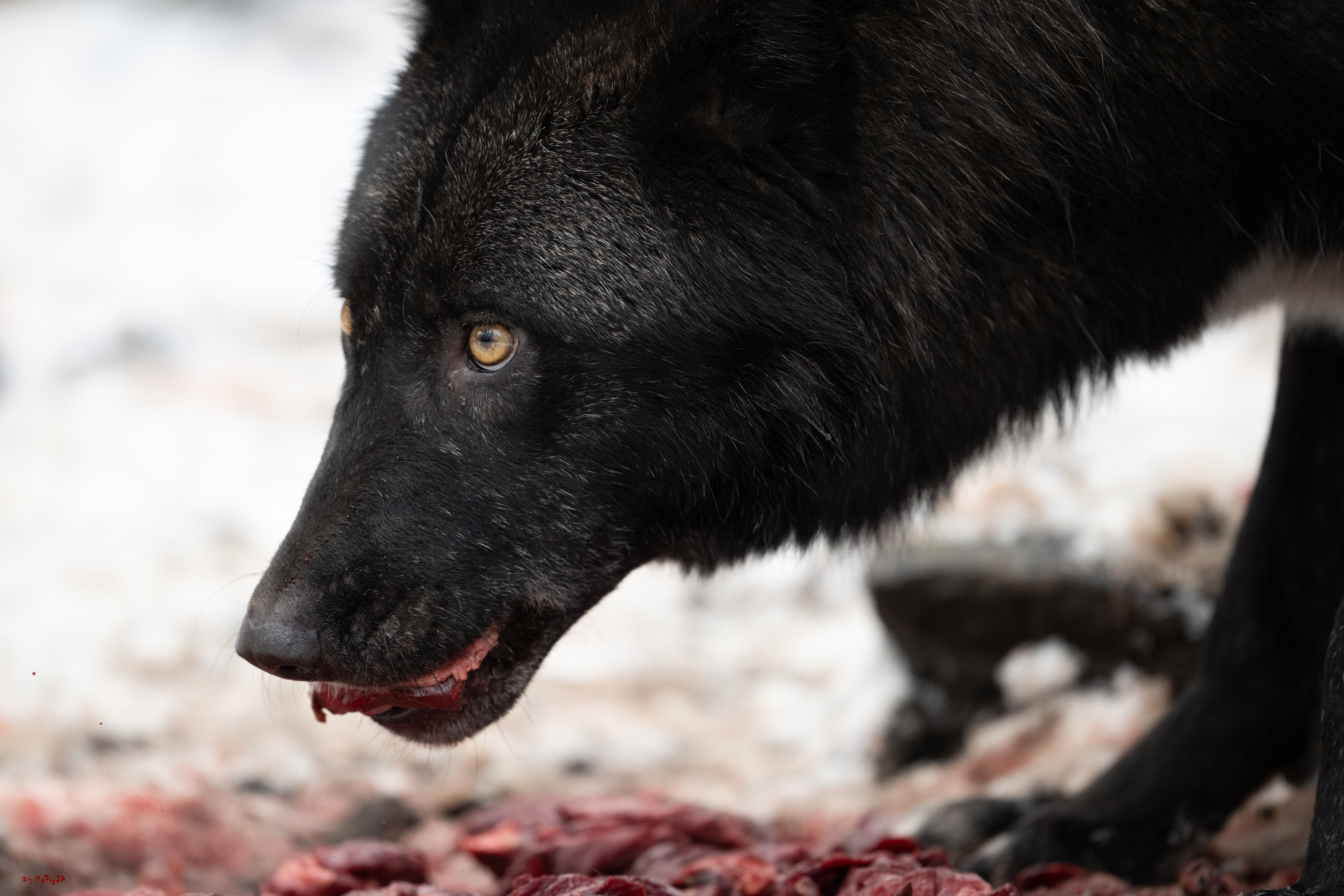 Wolfsfütterung; Pelm, 04.01.2025