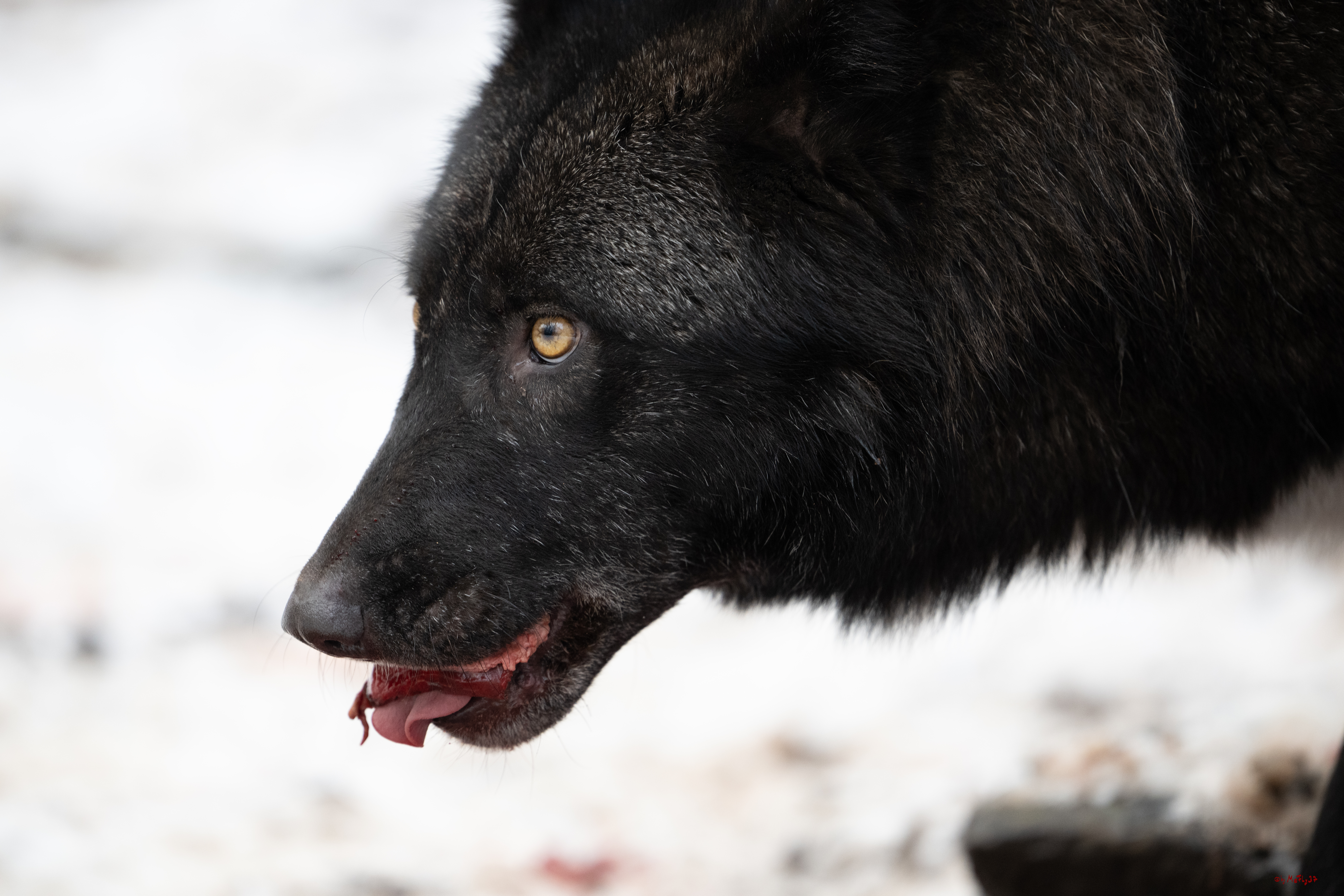 Wolfsfütterung; Pelm, 04.01.2025