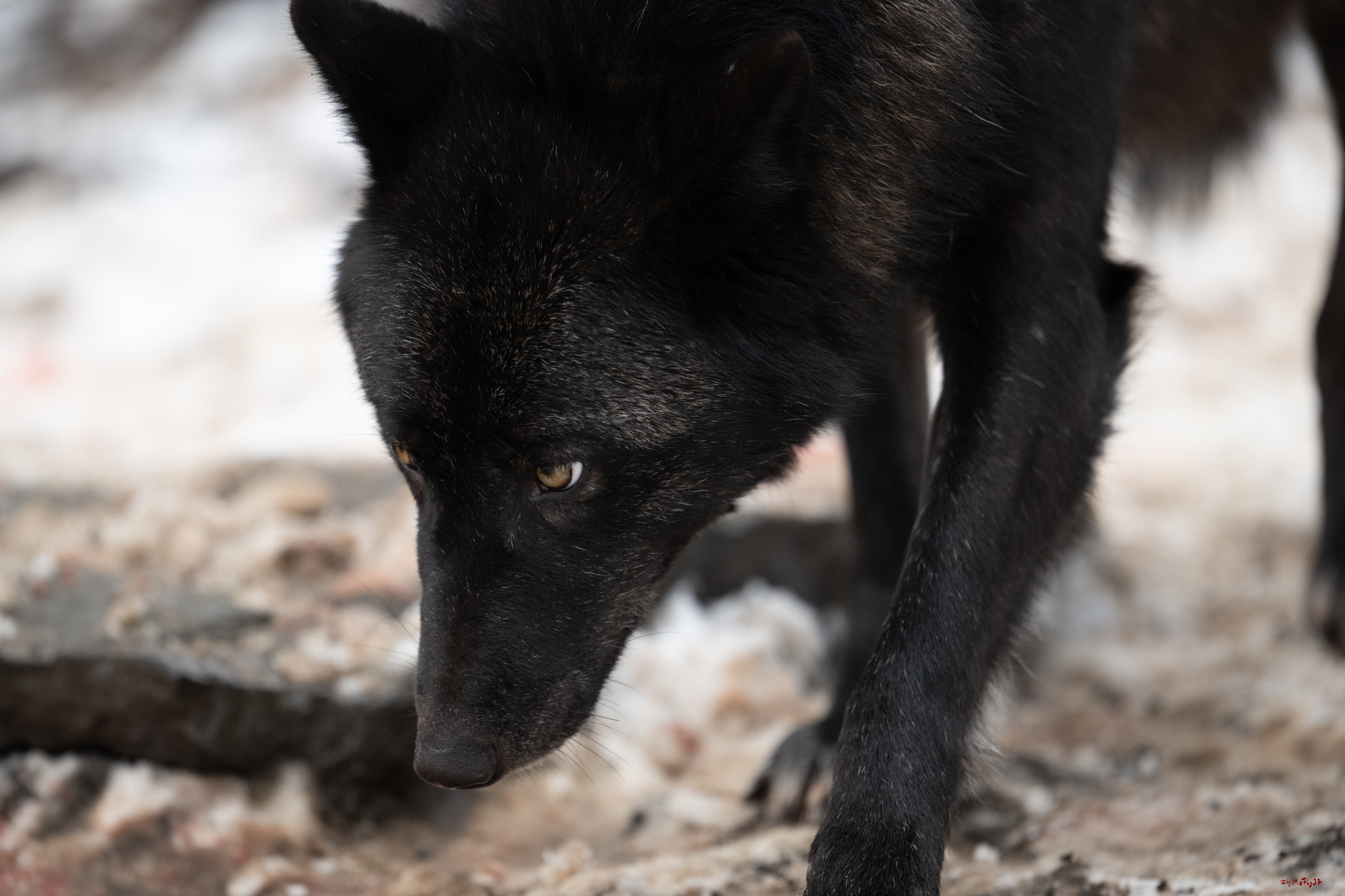 Wolfsfütterung; Pelm, 04.01.2025