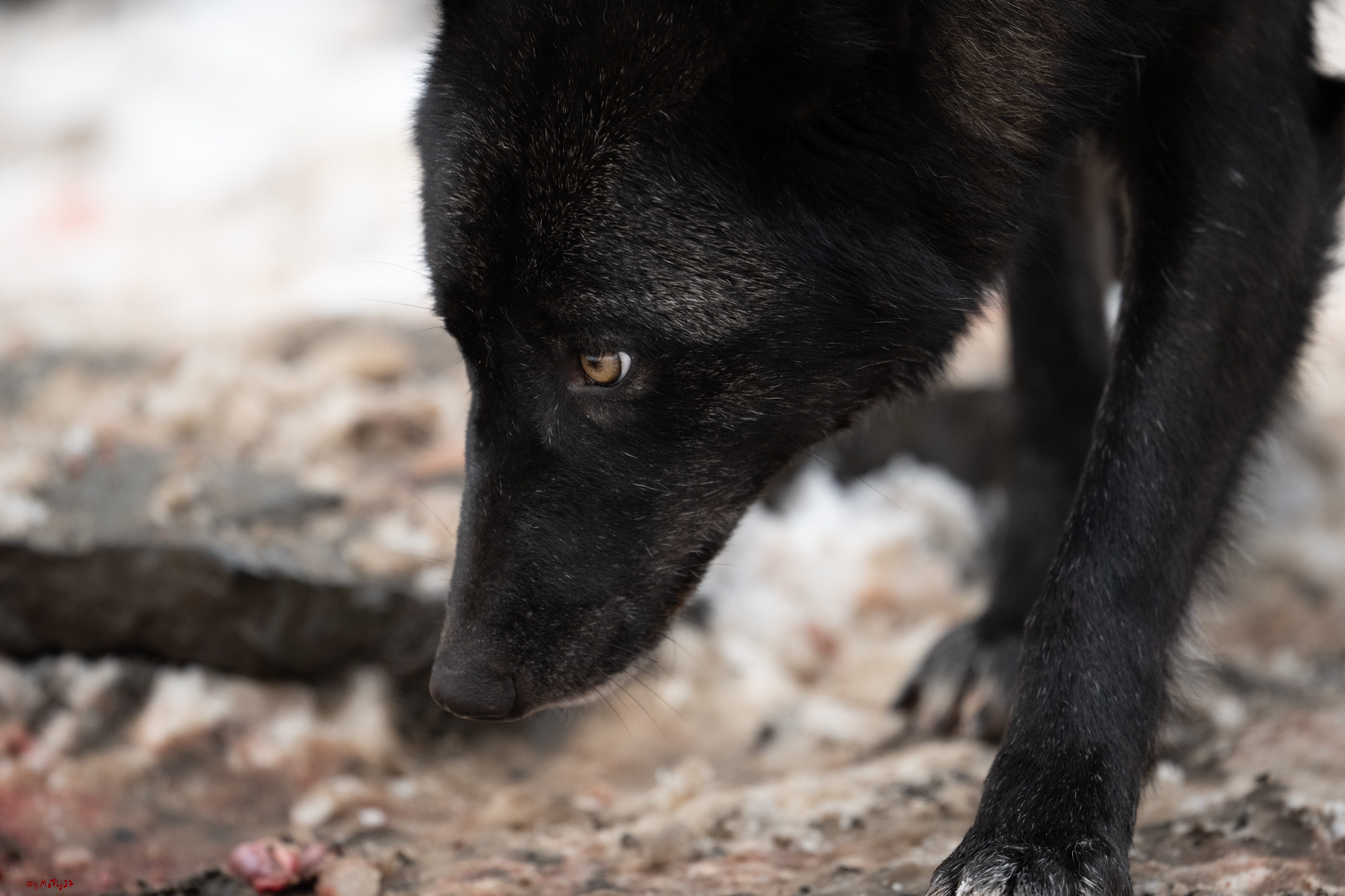 Wolfsfütterung; Pelm, 04.01.2025
