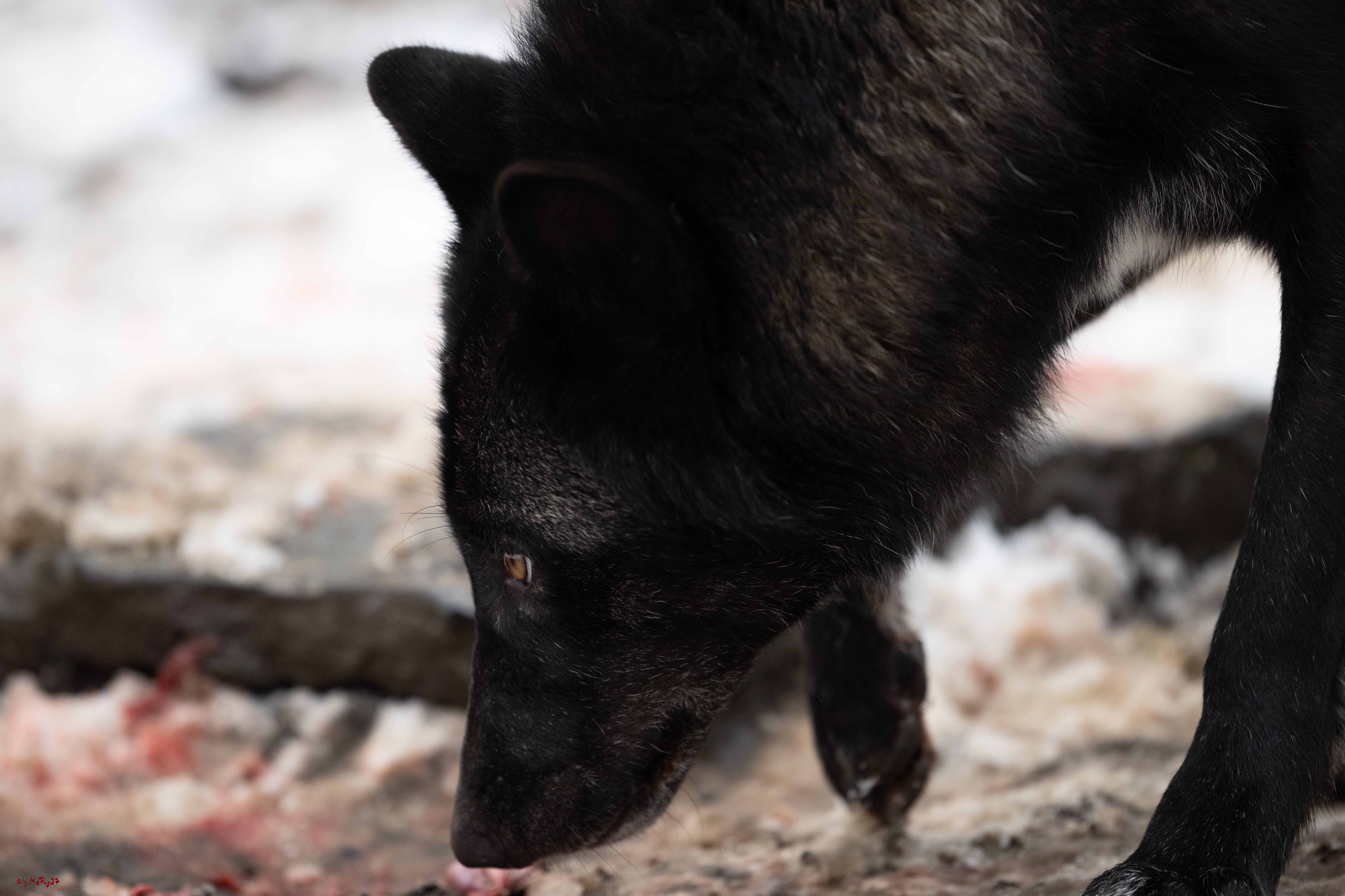 Wolfsfütterung; Pelm, 04.01.2025