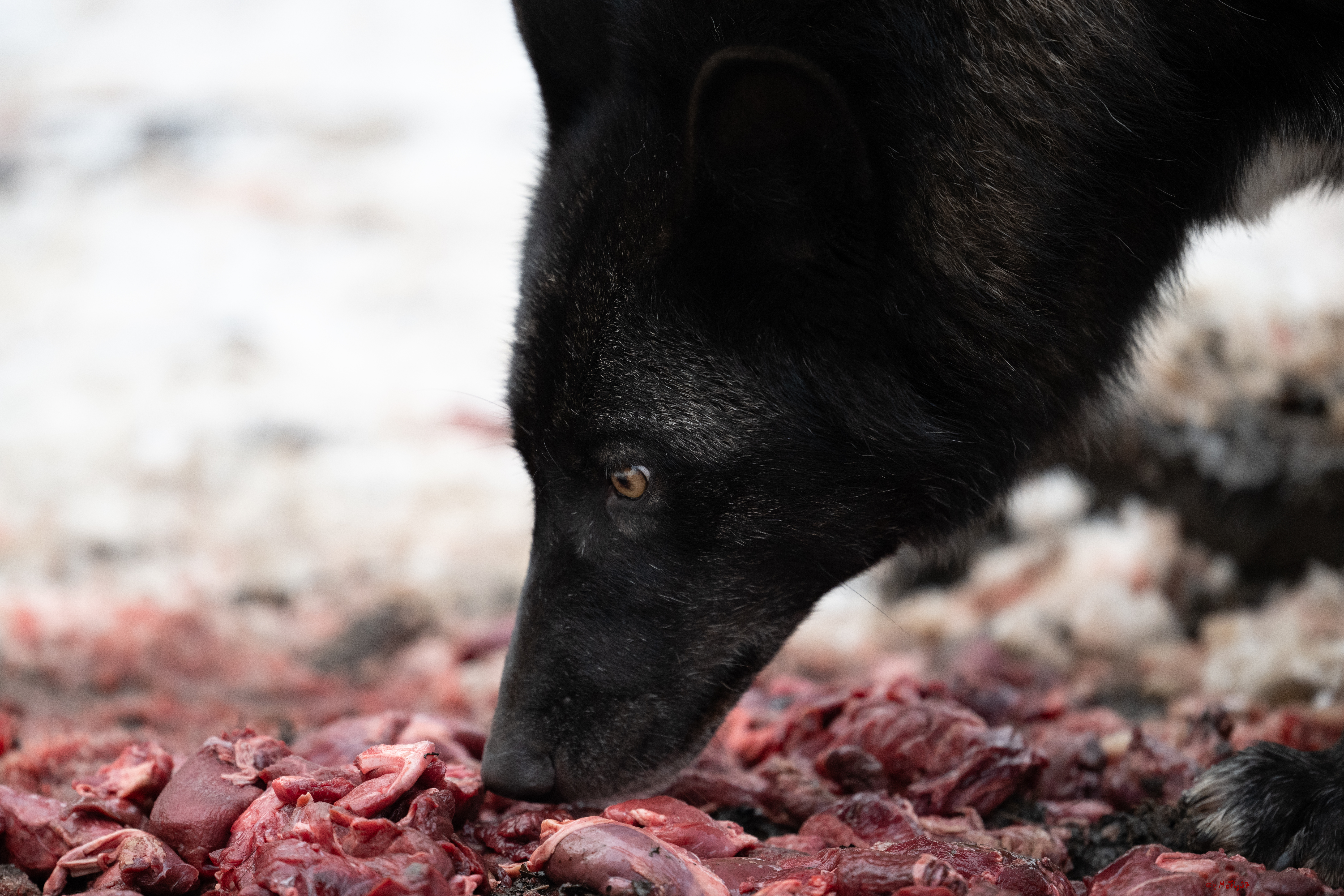 Wolfsfütterung; Pelm, 04.01.2025