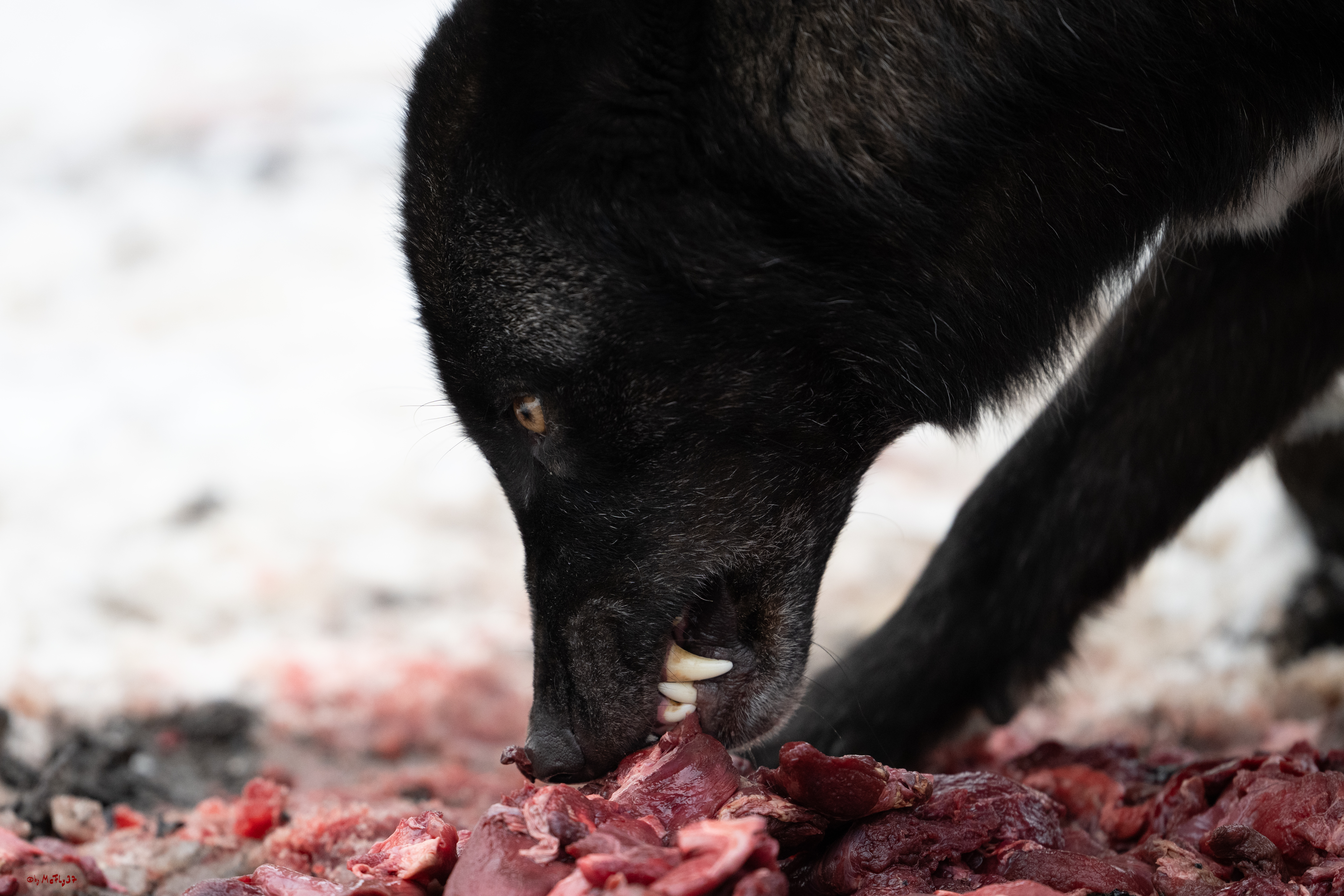 Wolfsfütterung; Pelm, 04.01.2025