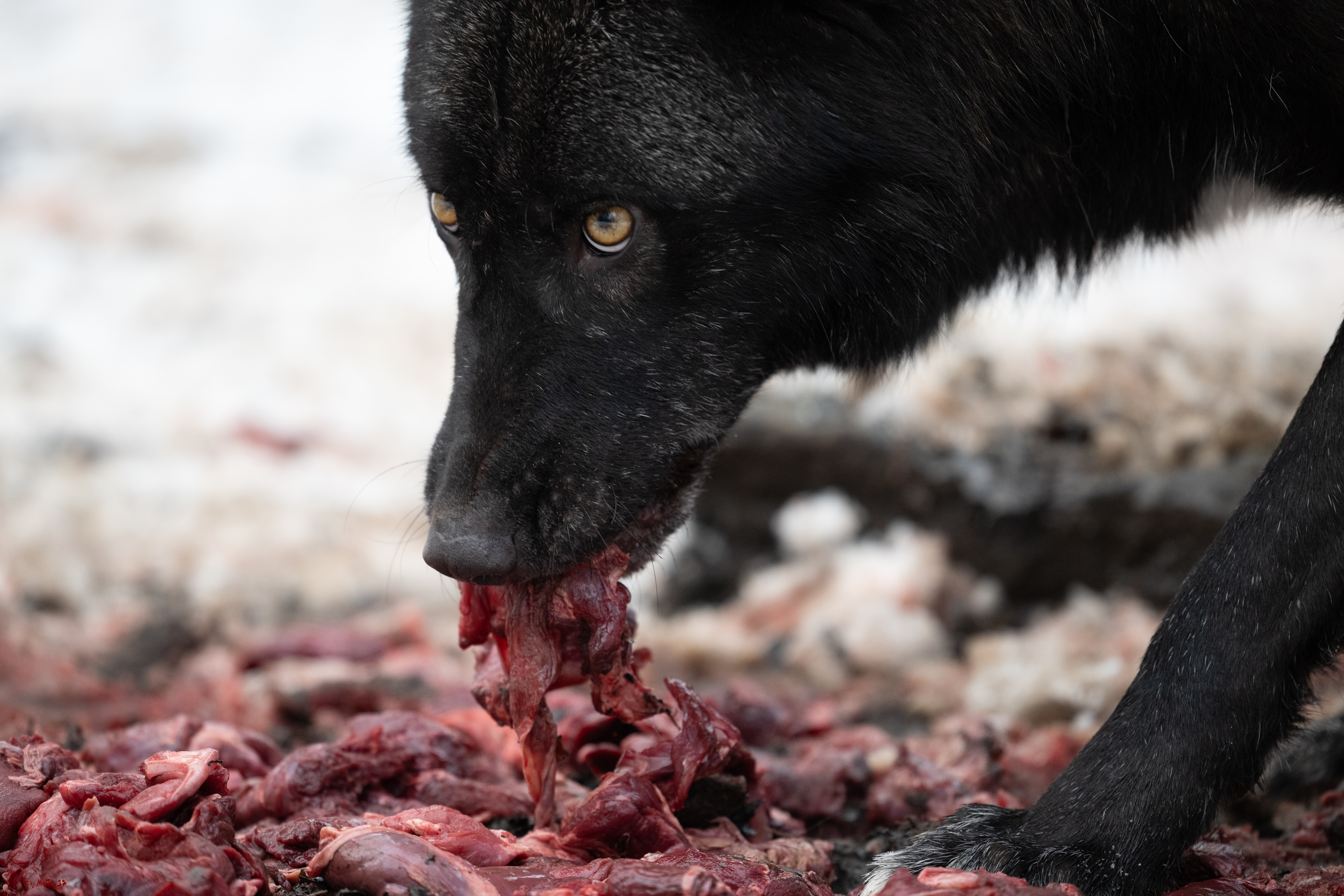 Wolfsfütterung; Pelm, 04.01.2025