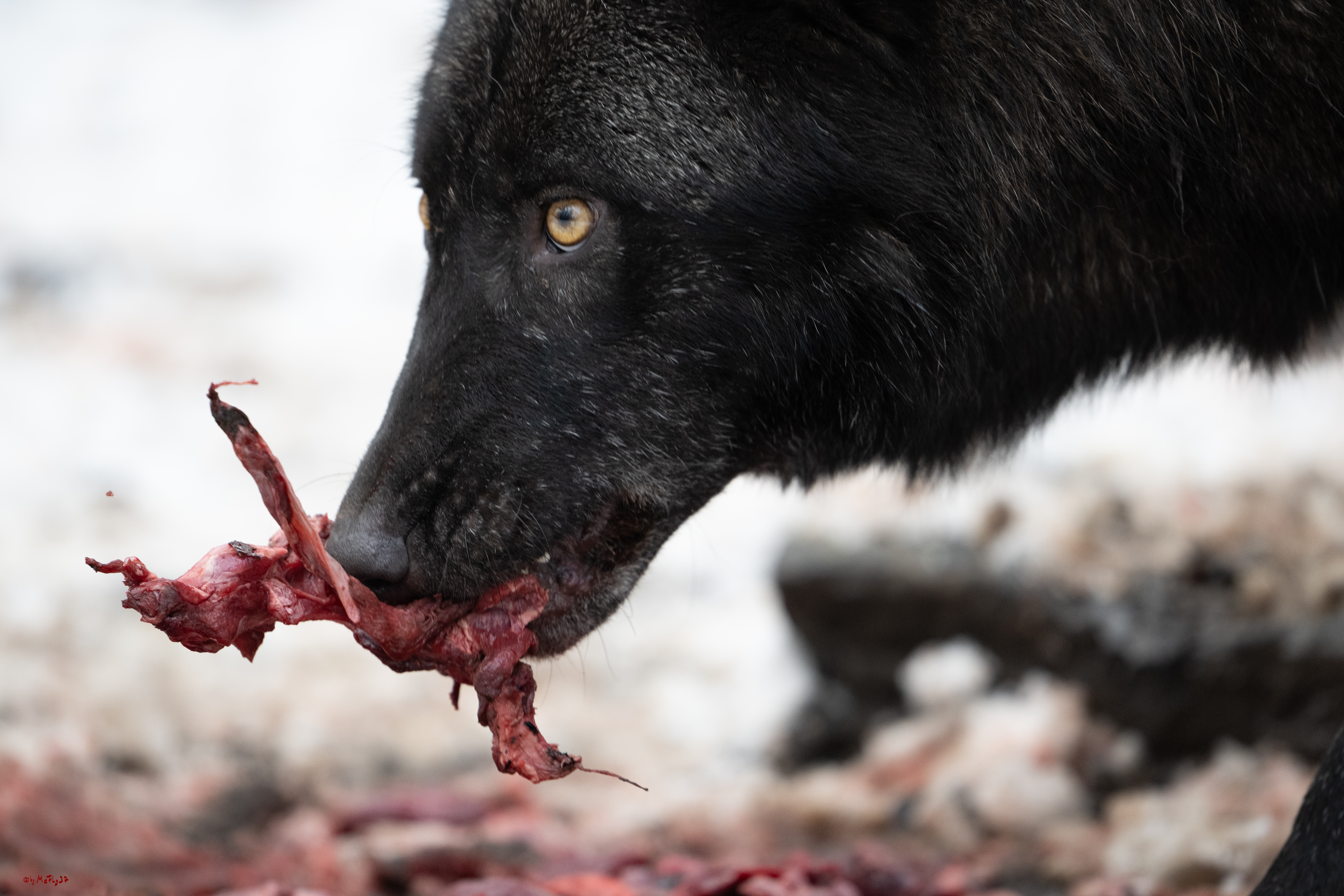 Wolfsfütterung; Pelm, 04.01.2025