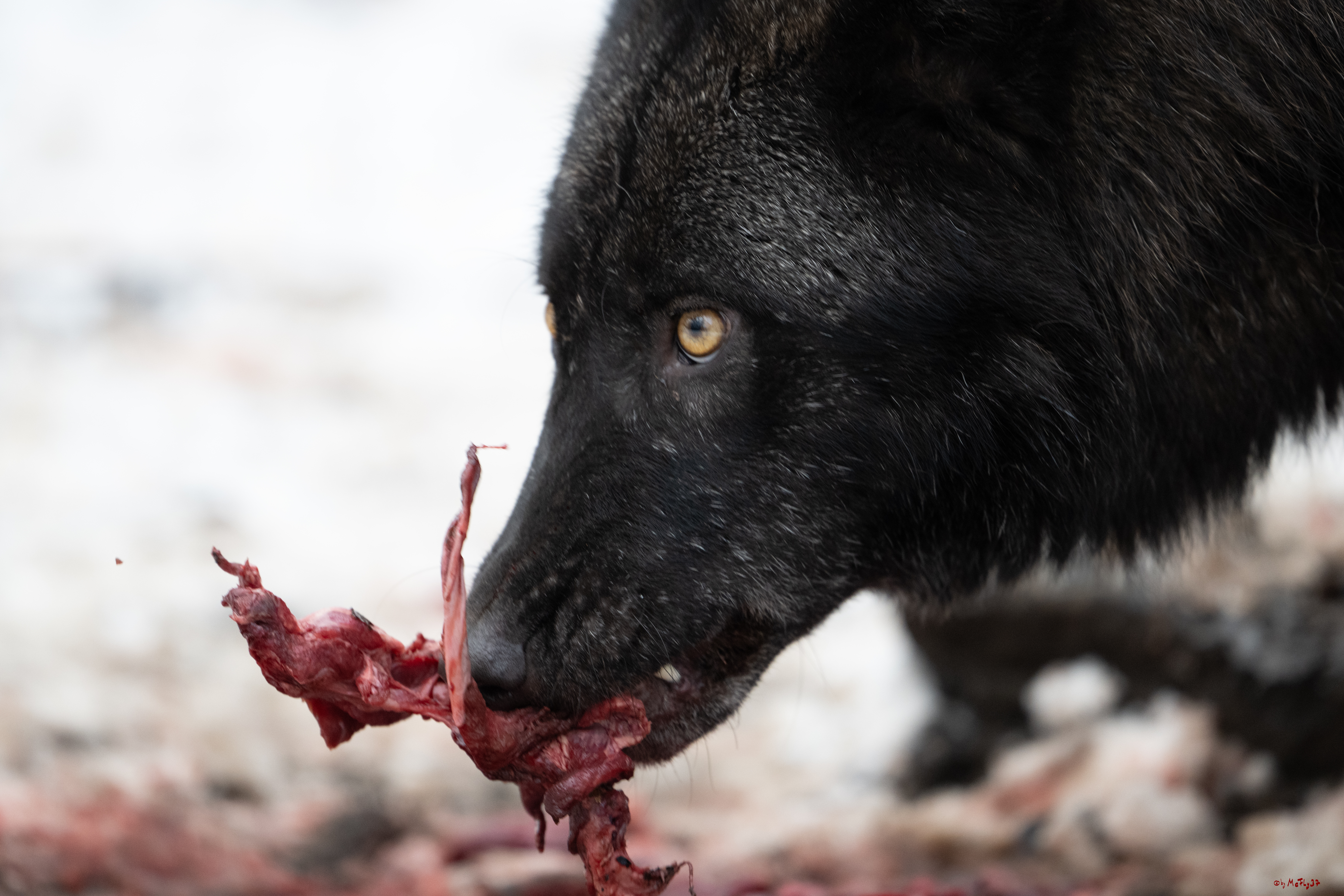 Wolfsfütterung; Pelm, 04.01.2025