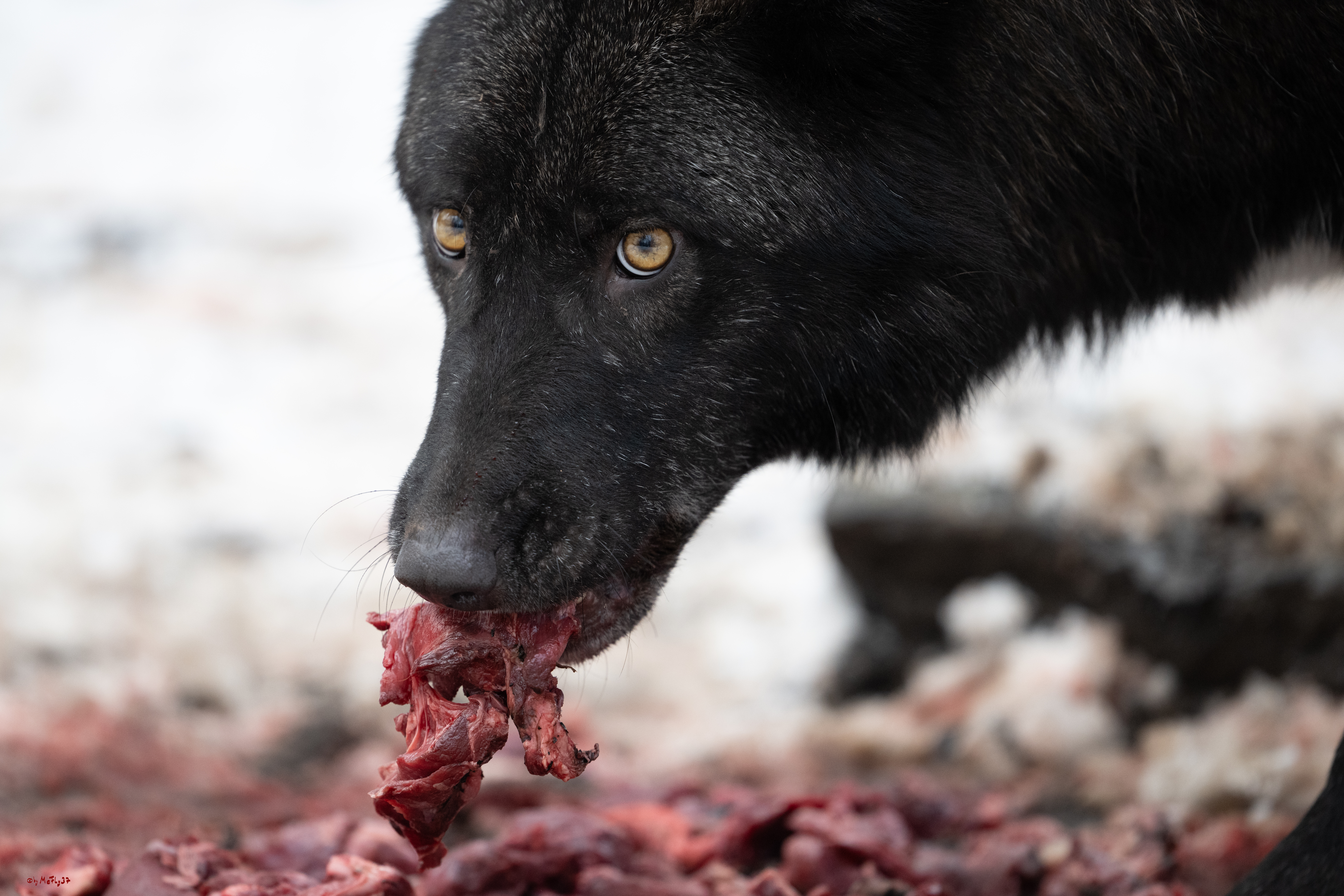 Wolfsfütterung; Pelm, 04.01.2025