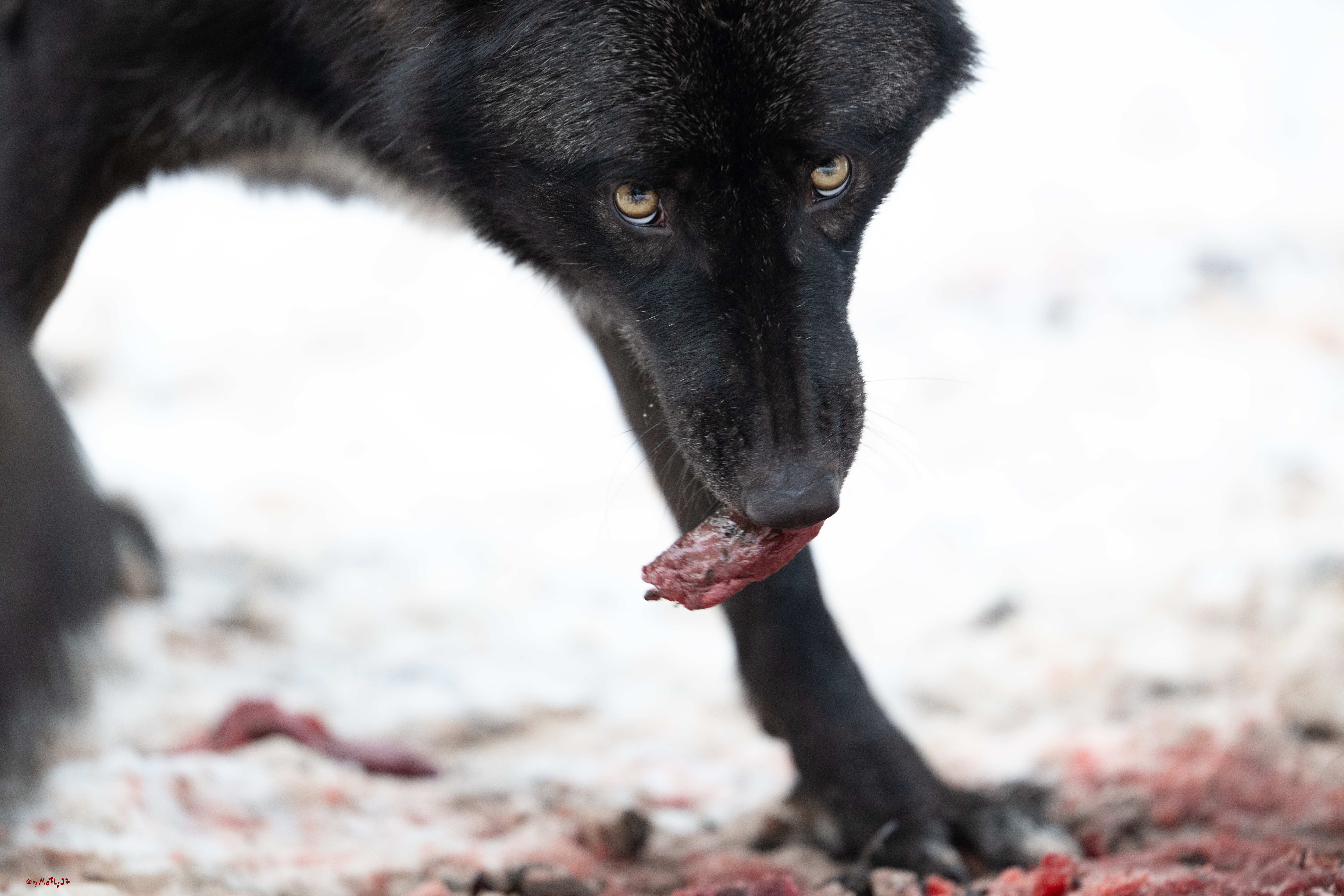 Wolfsfütterung; Pelm, 04.01.2025