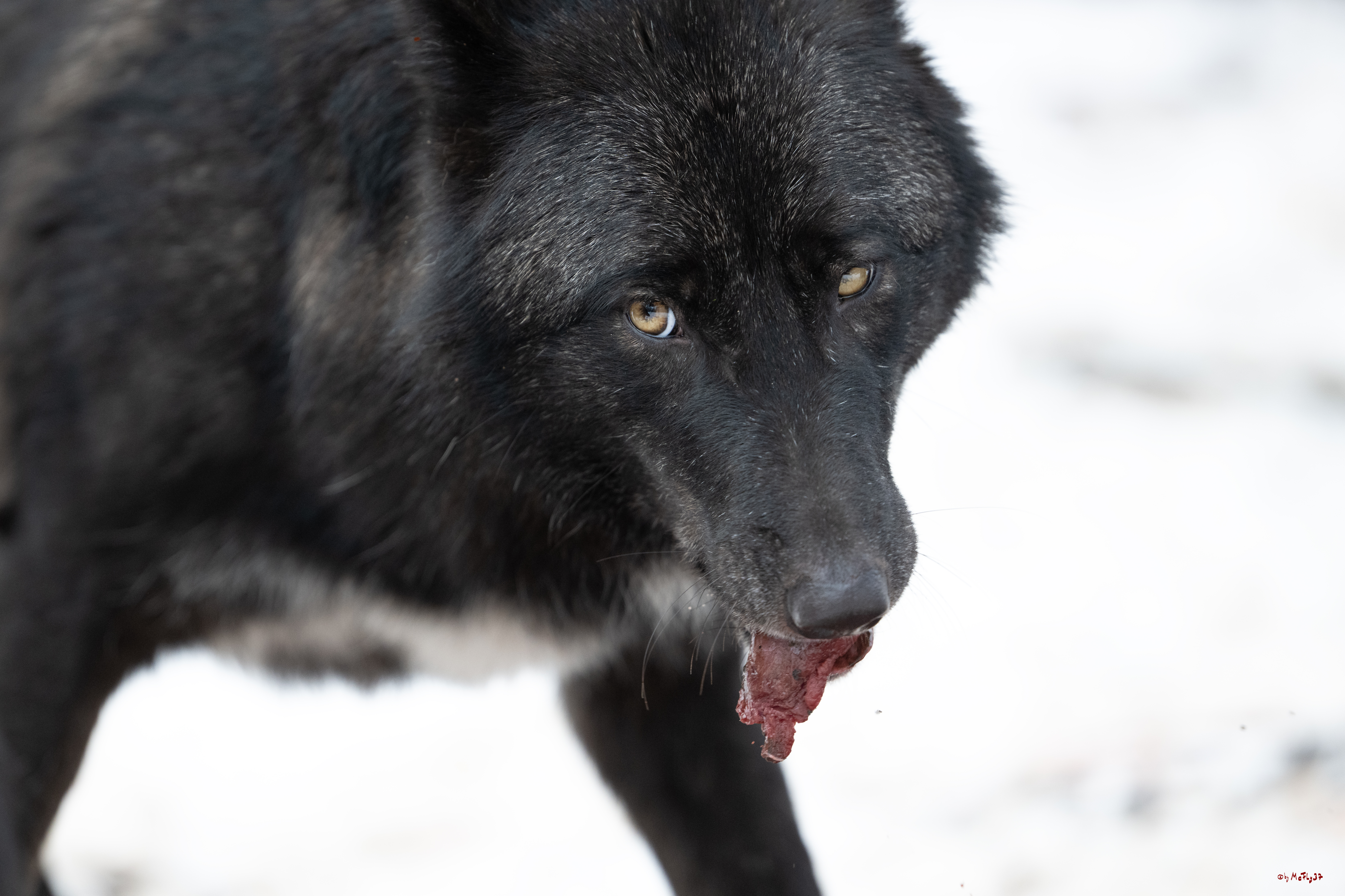 Wolfsfütterung; Pelm, 04.01.2025