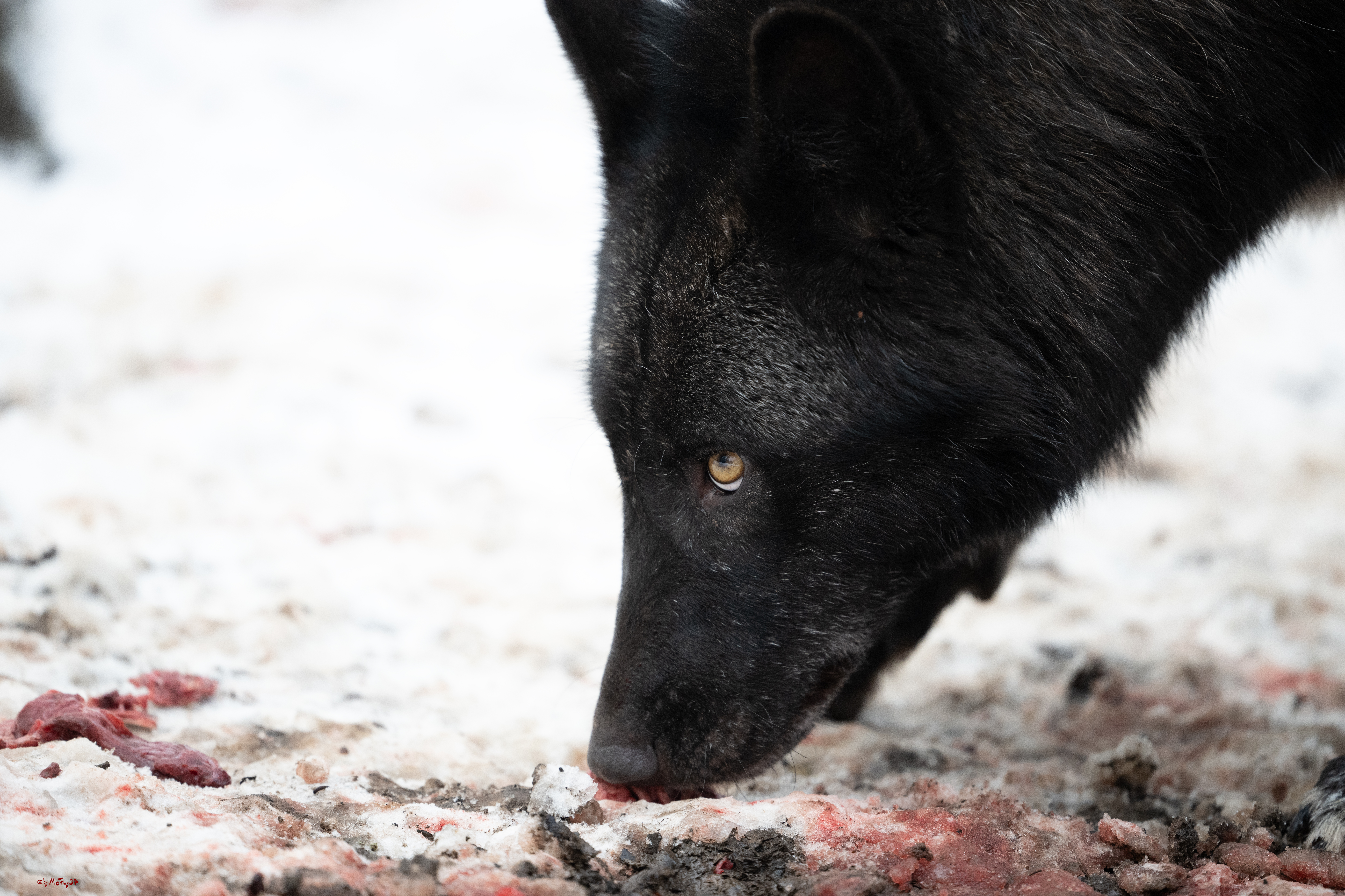 Wolfsfütterung; Pelm, 04.01.2025