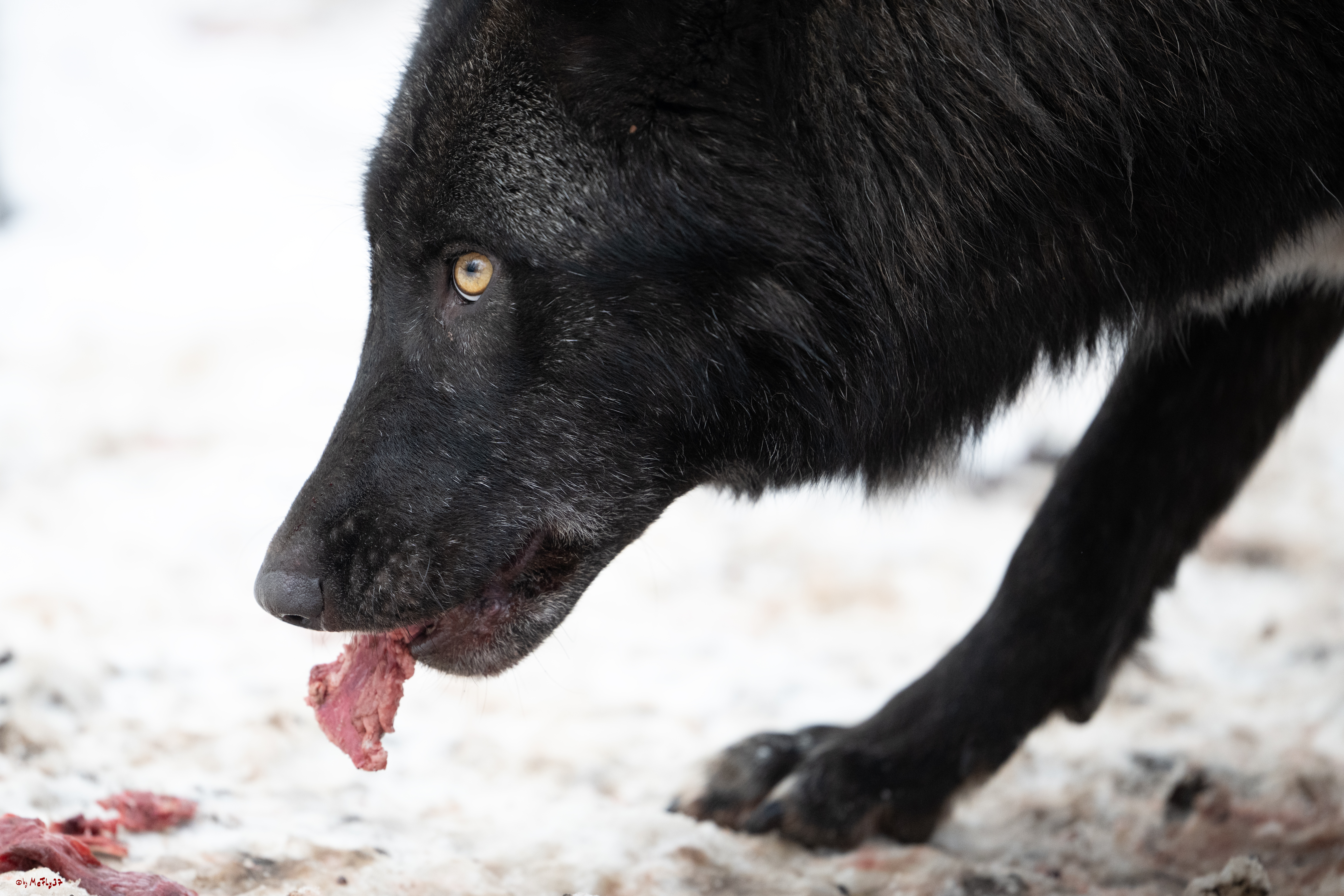 Wolfsfütterung; Pelm, 04.01.2025