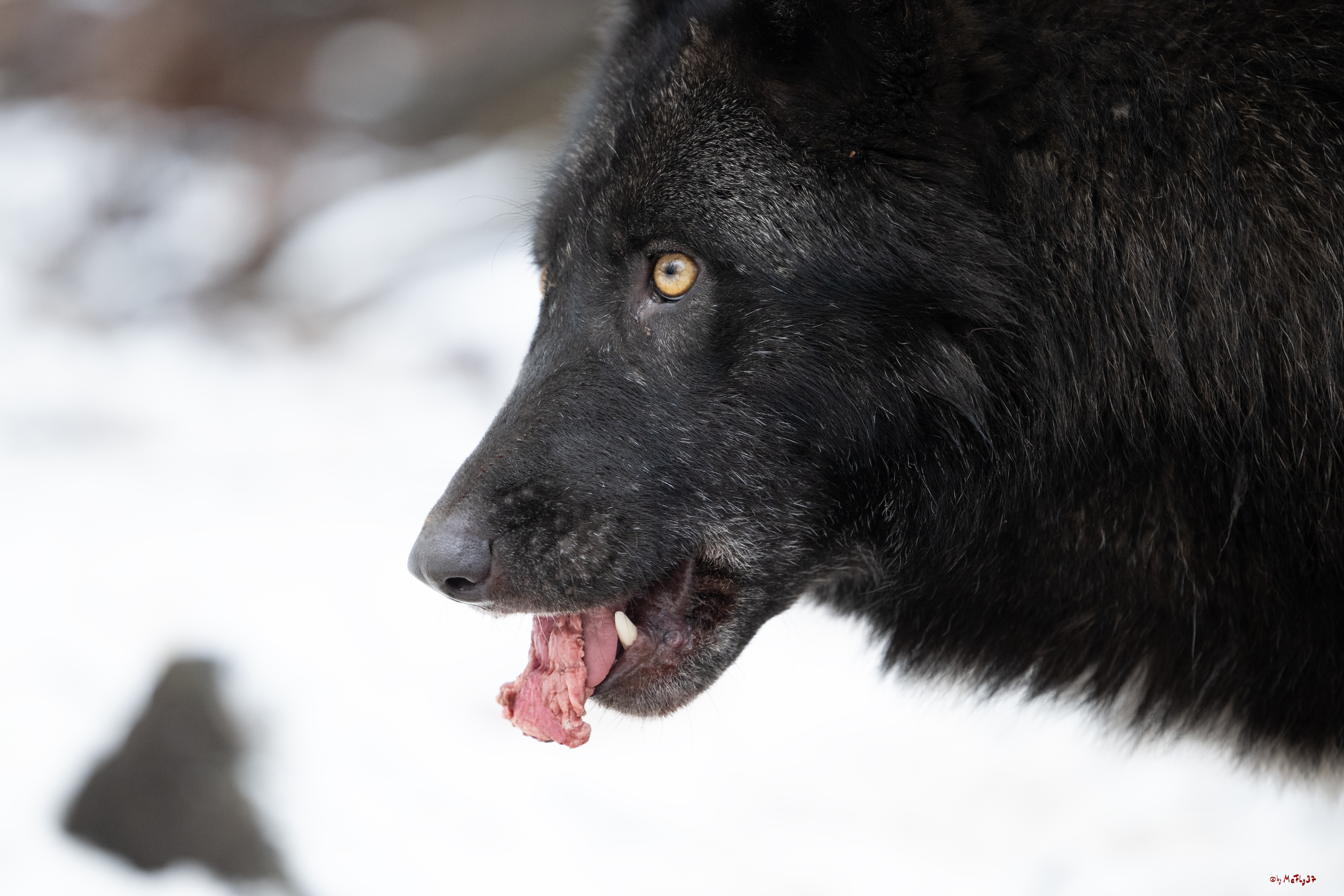 Wolfsfütterung; Pelm, 04.01.2025