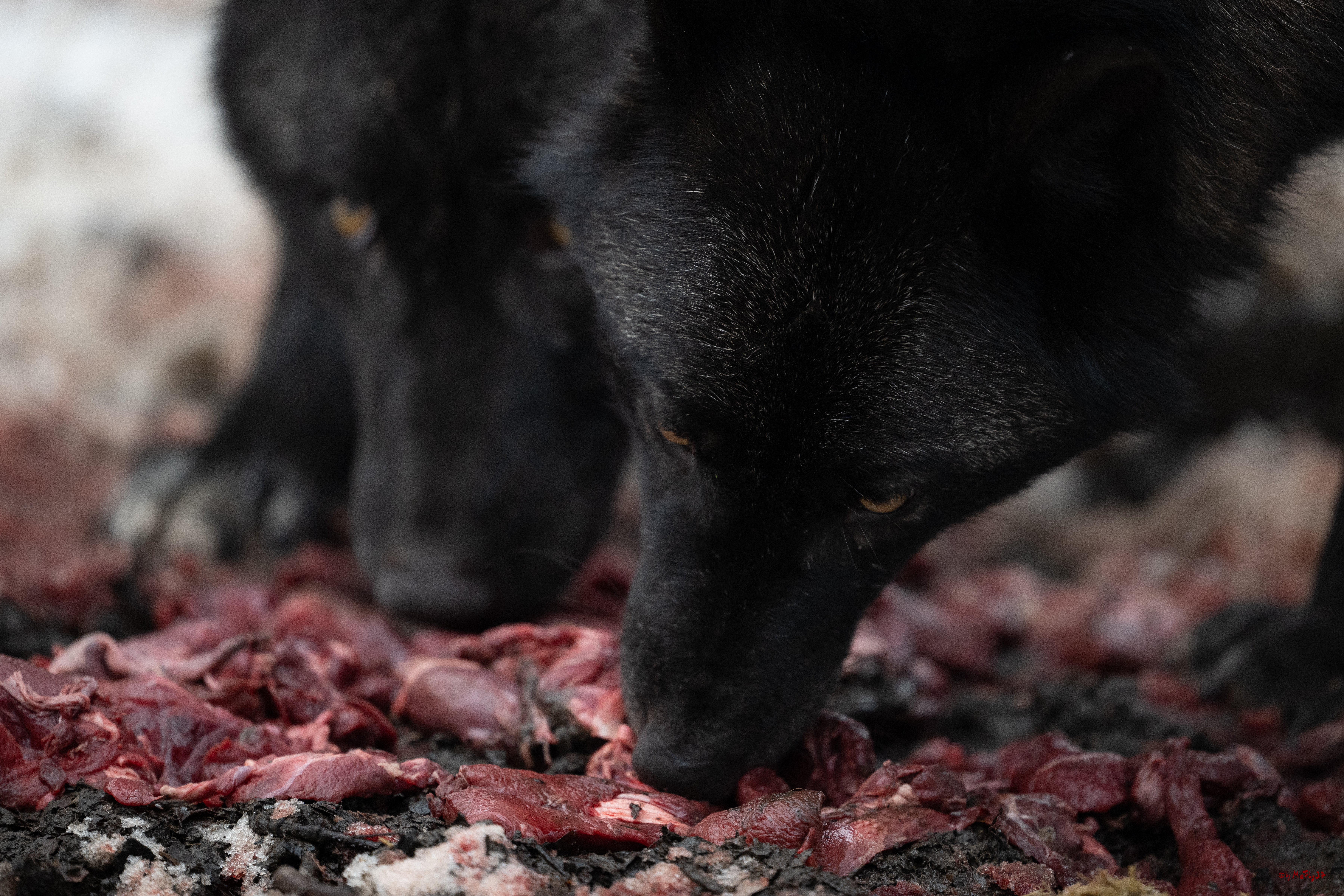 Wolfsfütterung; Pelm, 04.01.2025