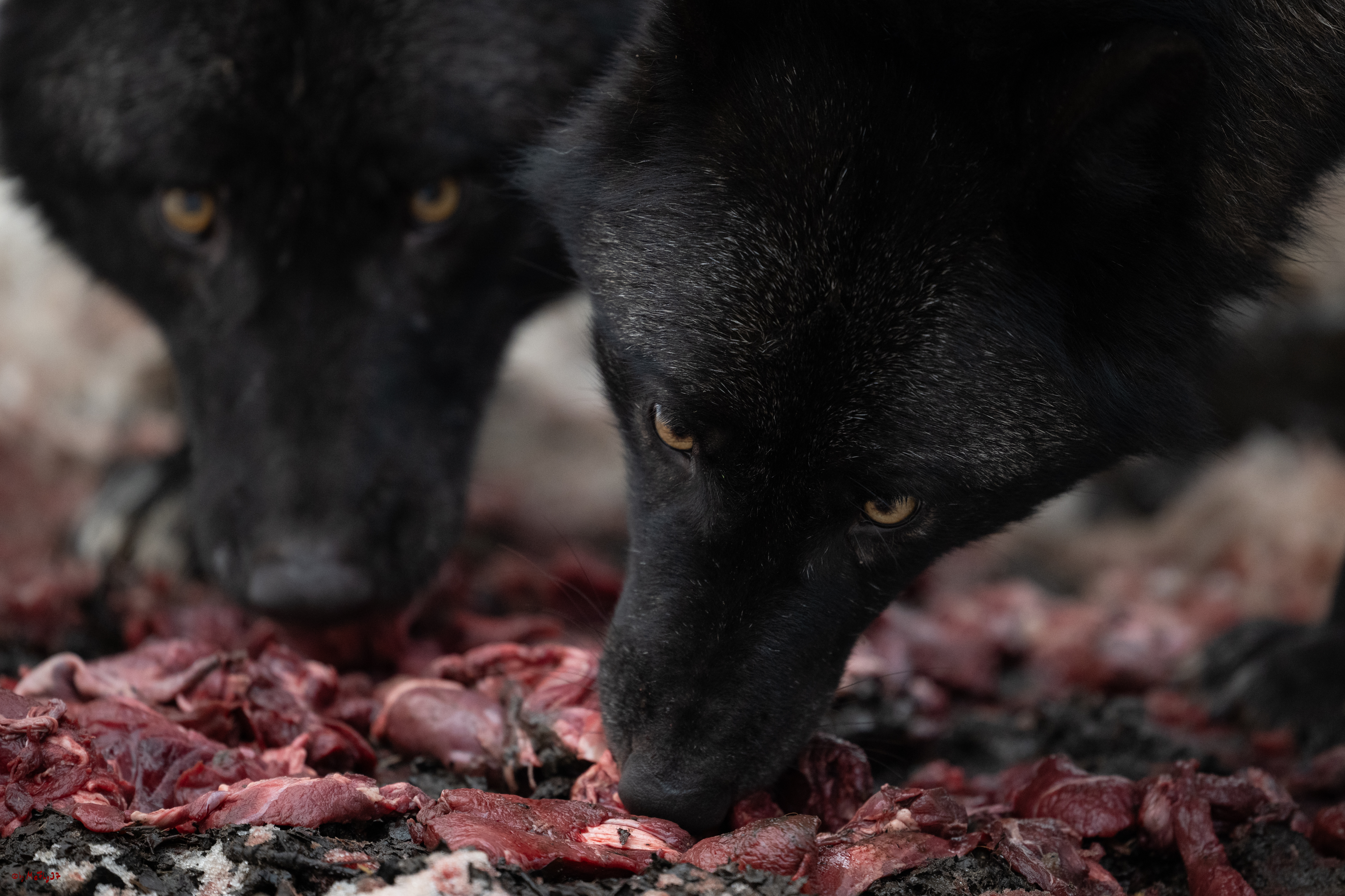 Wolfsfütterung; Pelm, 04.01.2025