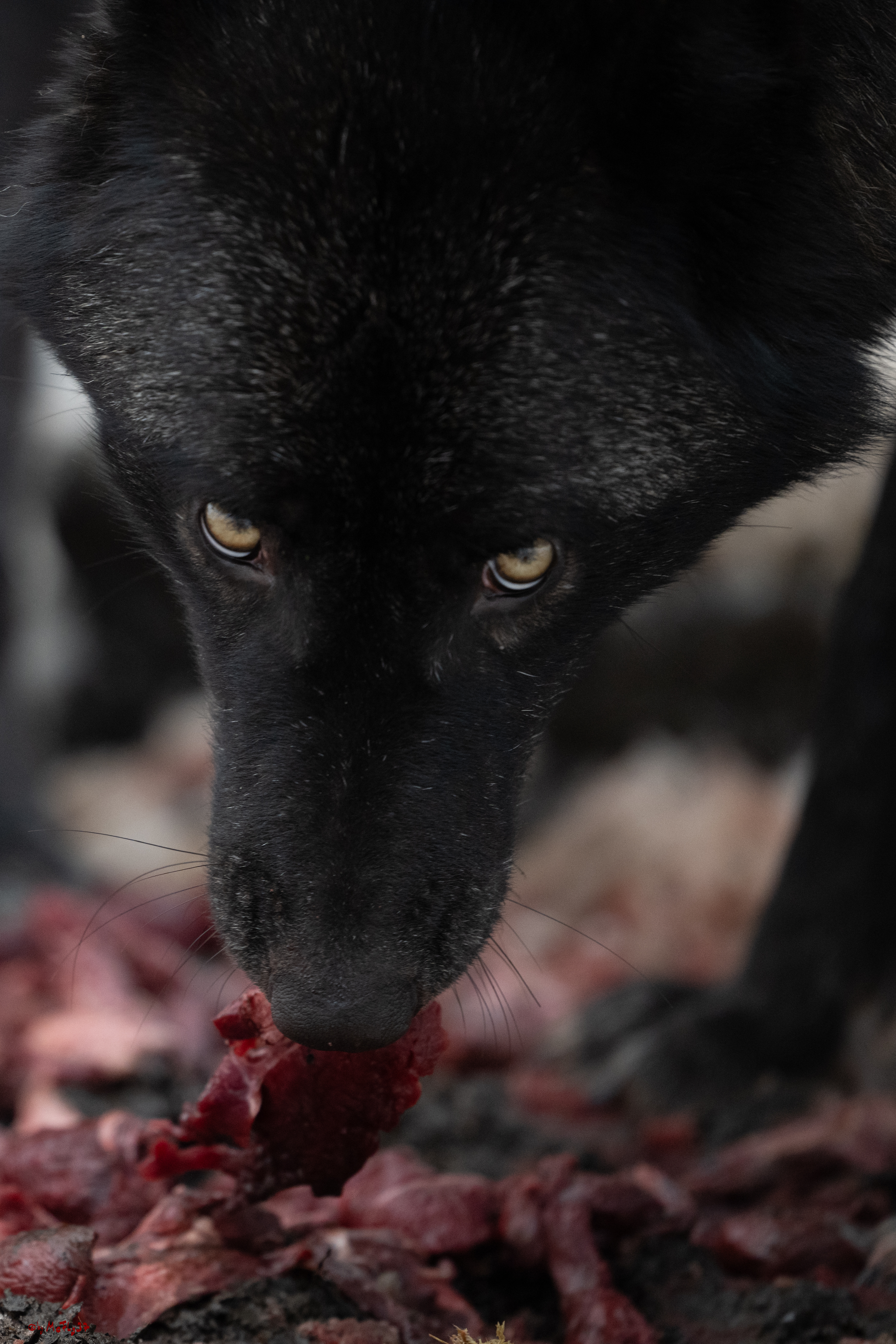 Wolfsfütterung; Pelm, 04.01.2025