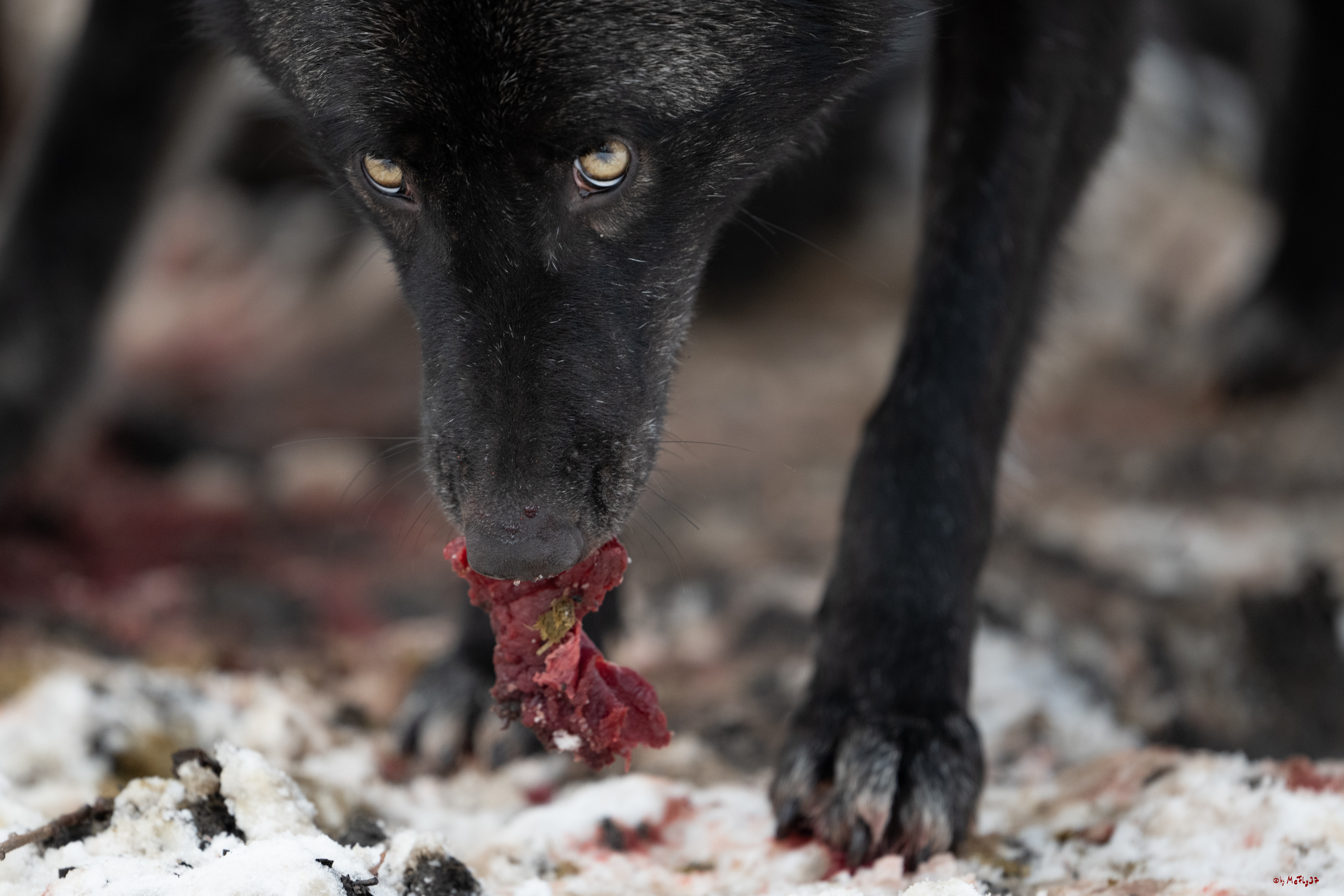 Wolfsfütterung; Pelm, 04.01.2025